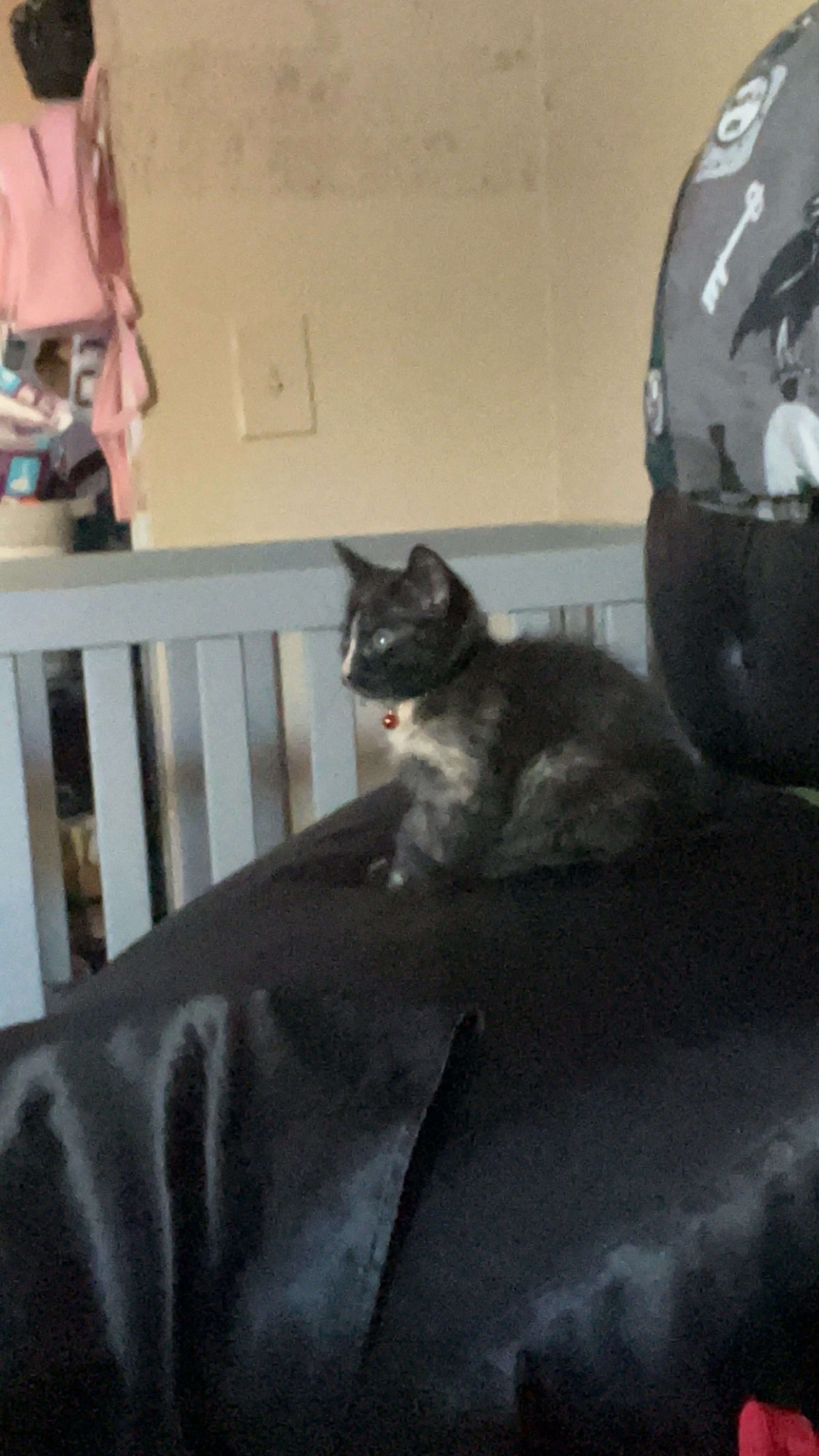Lost pet-0