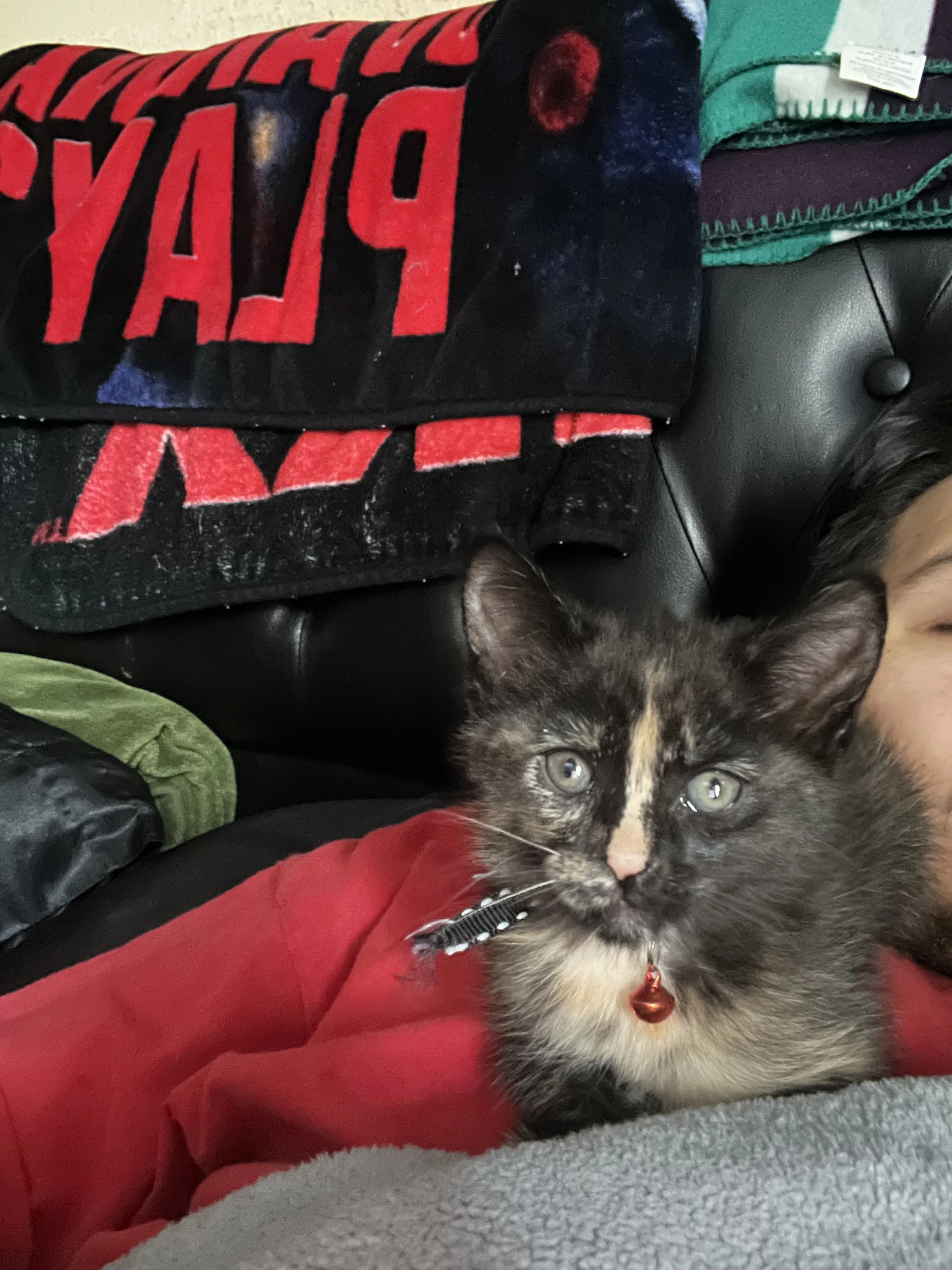Lost pet-1