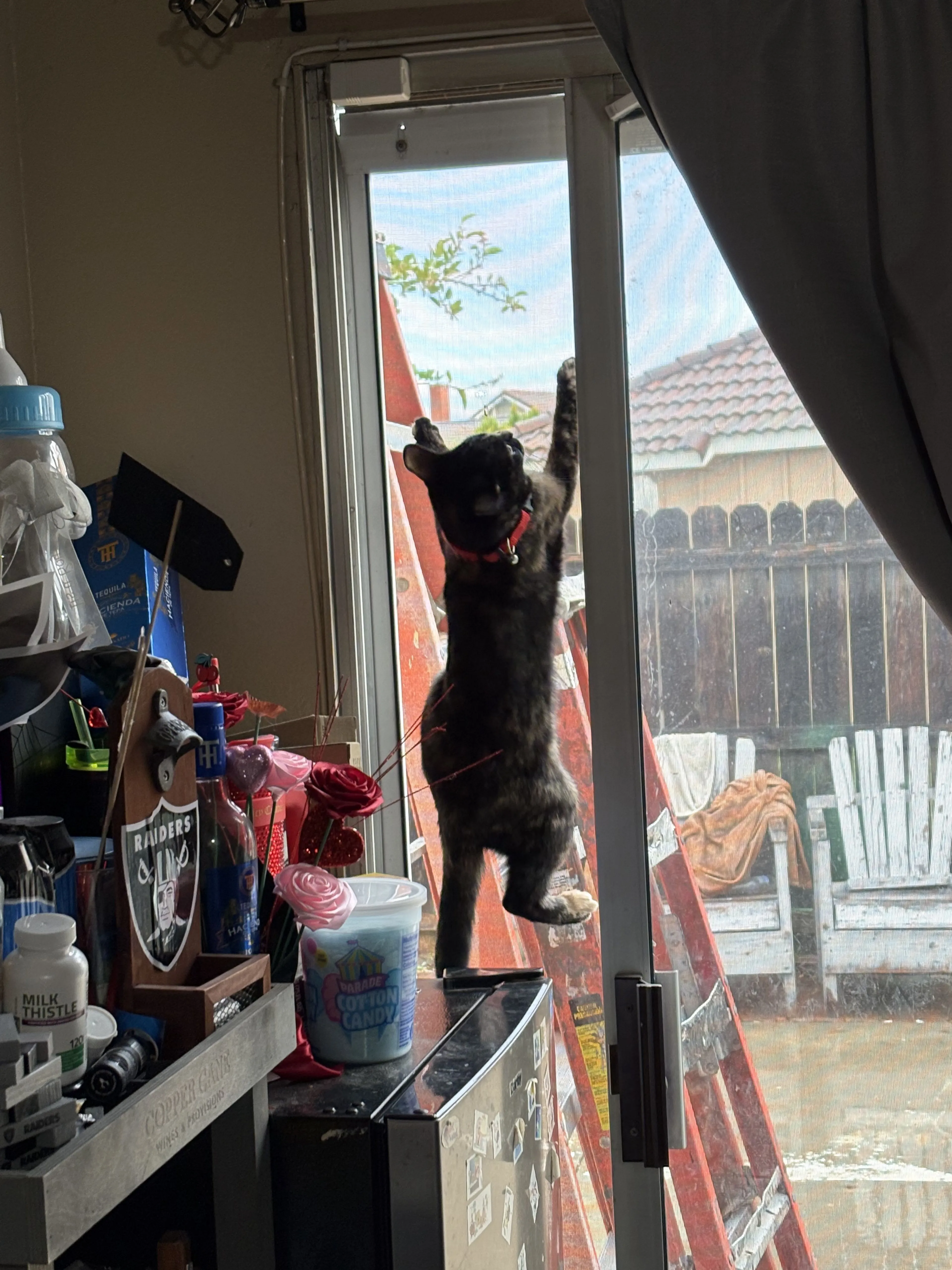 Lost pet-2