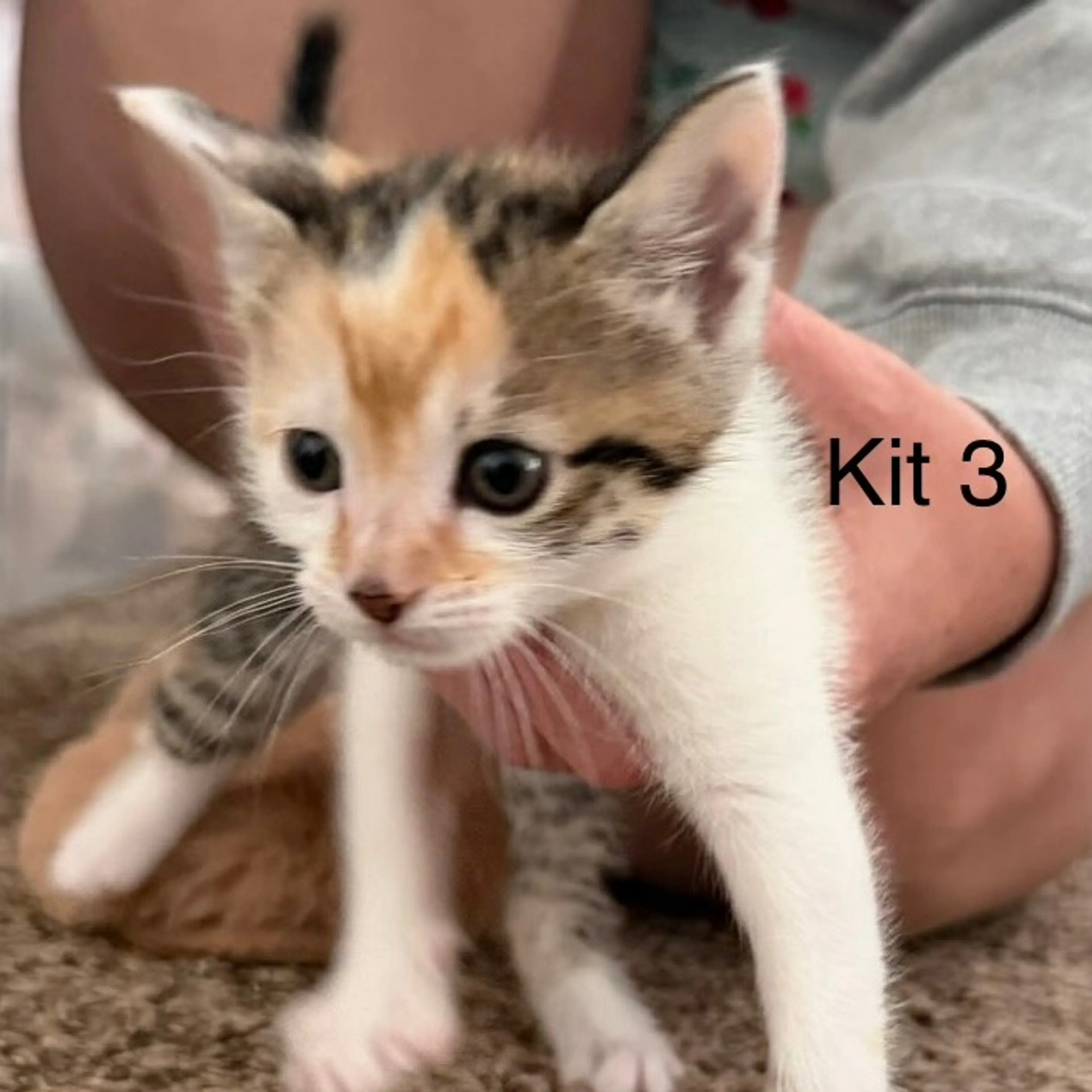 Found pet-1