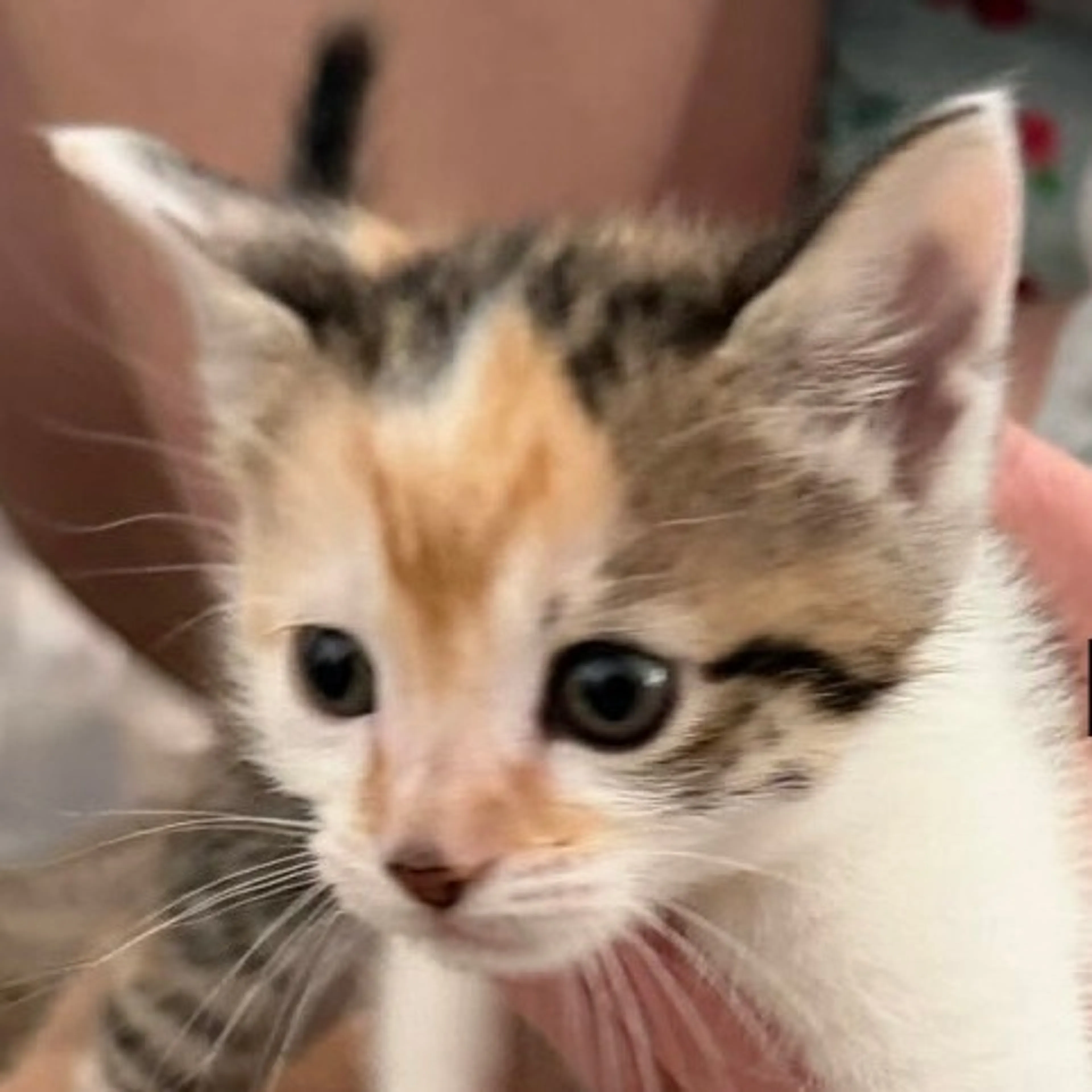 Found pet-0