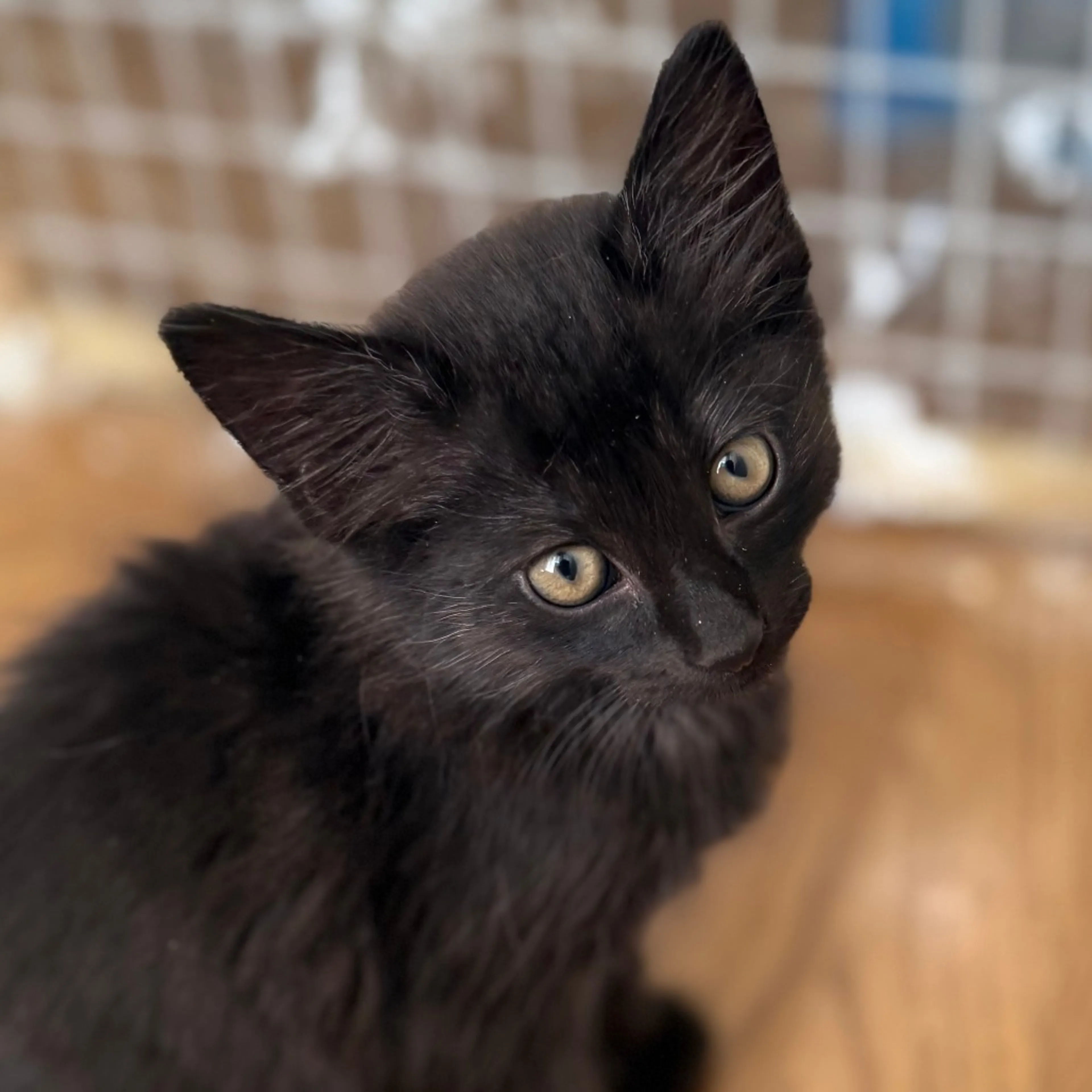 Found pet-1