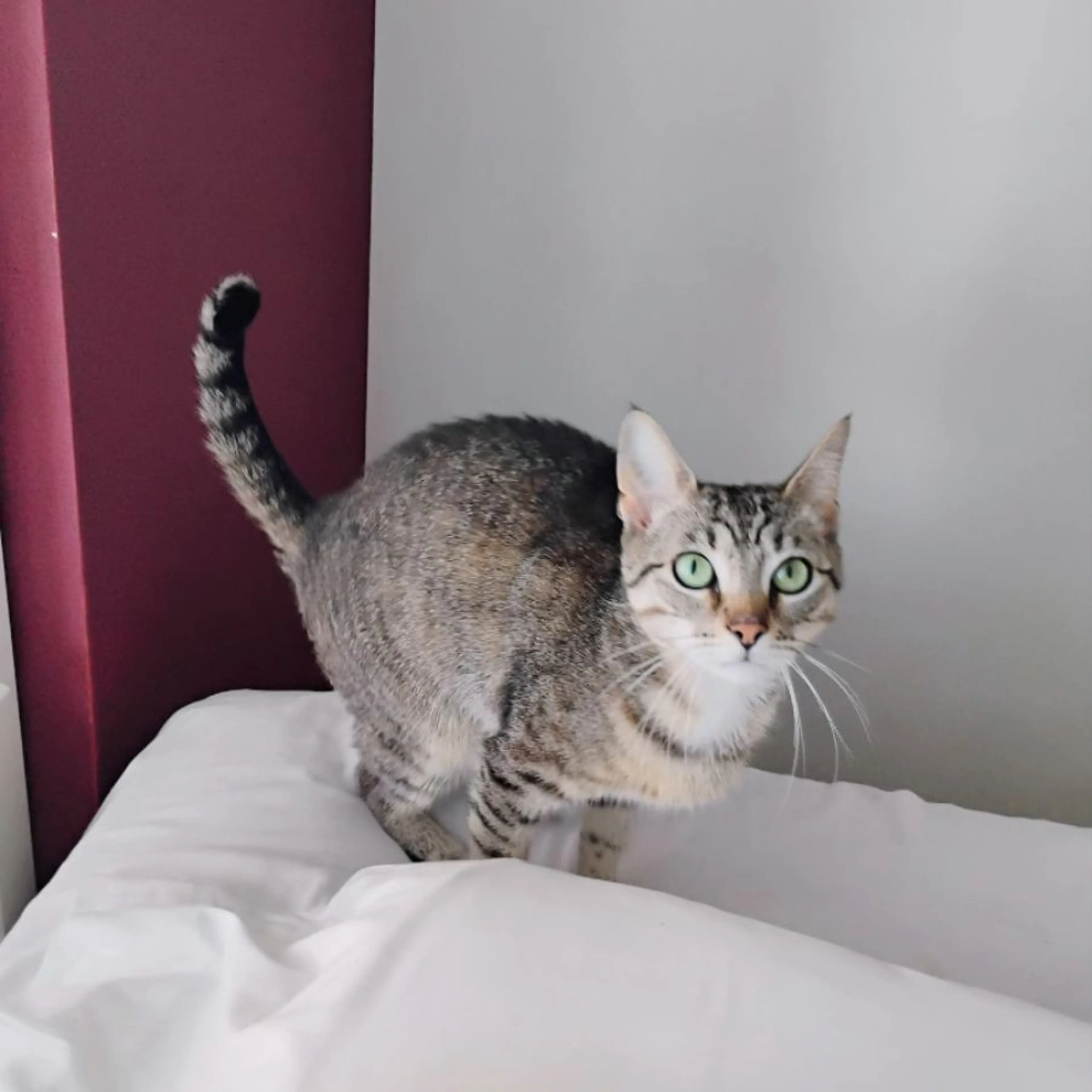 Lost pet-0