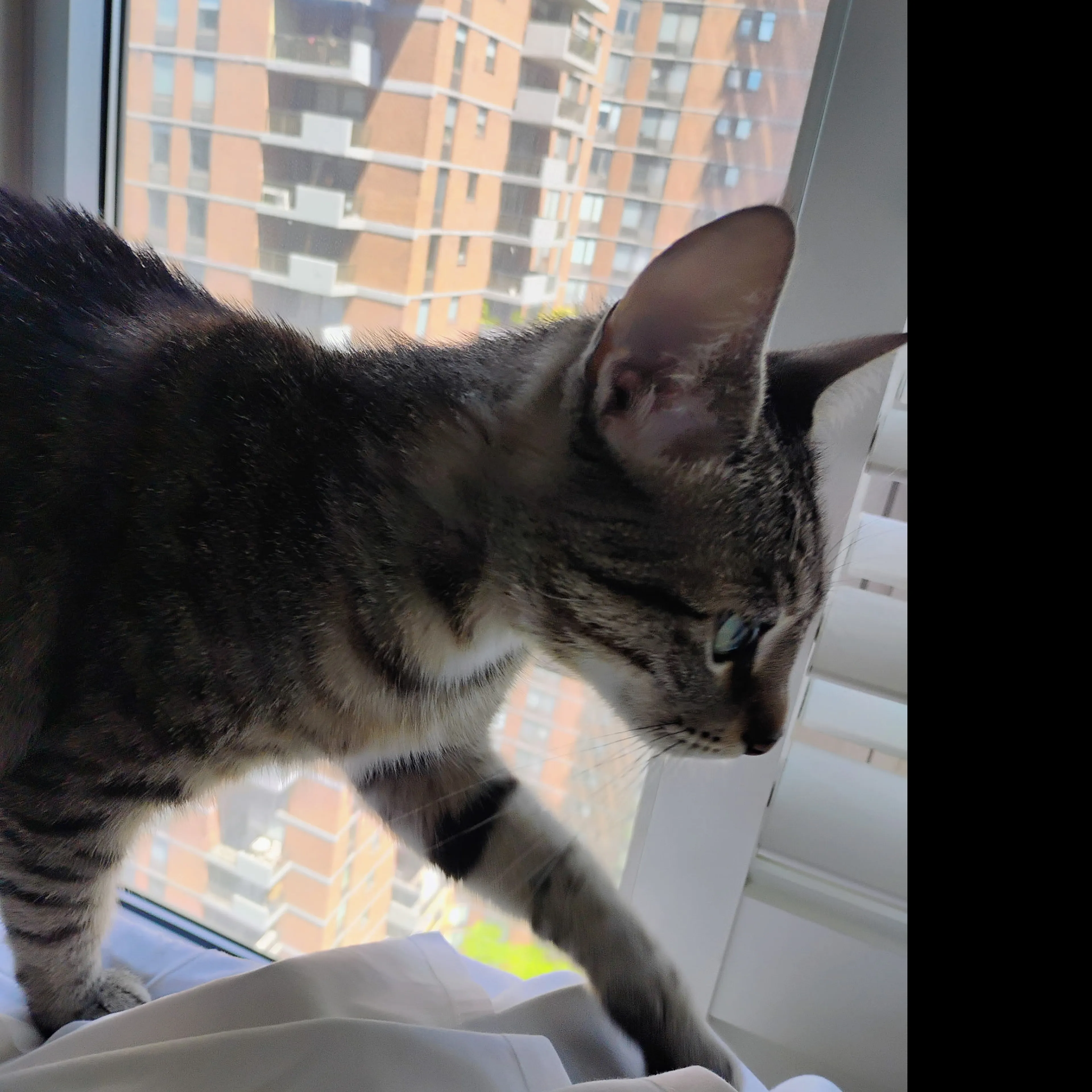 Lost pet-1