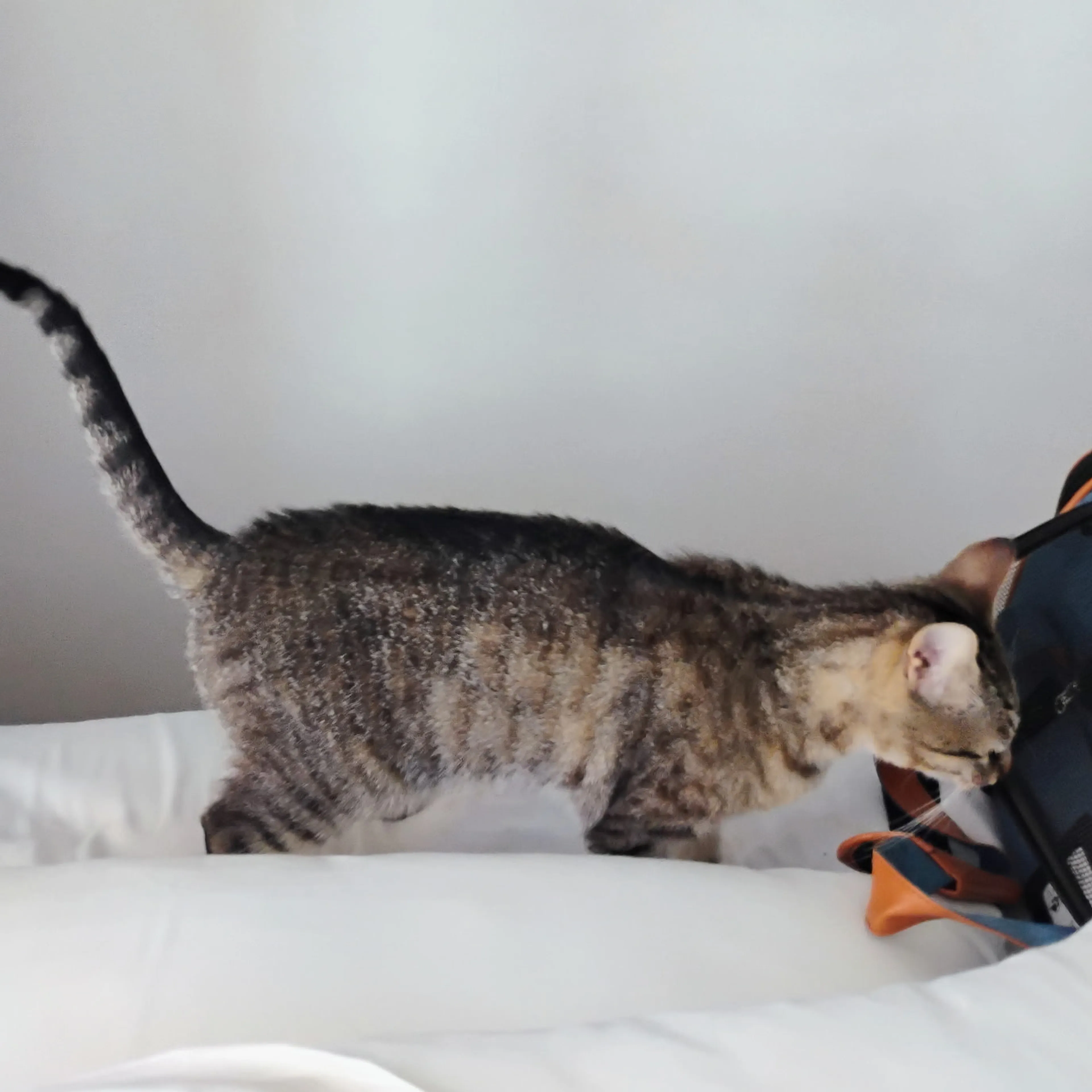 Lost pet-3