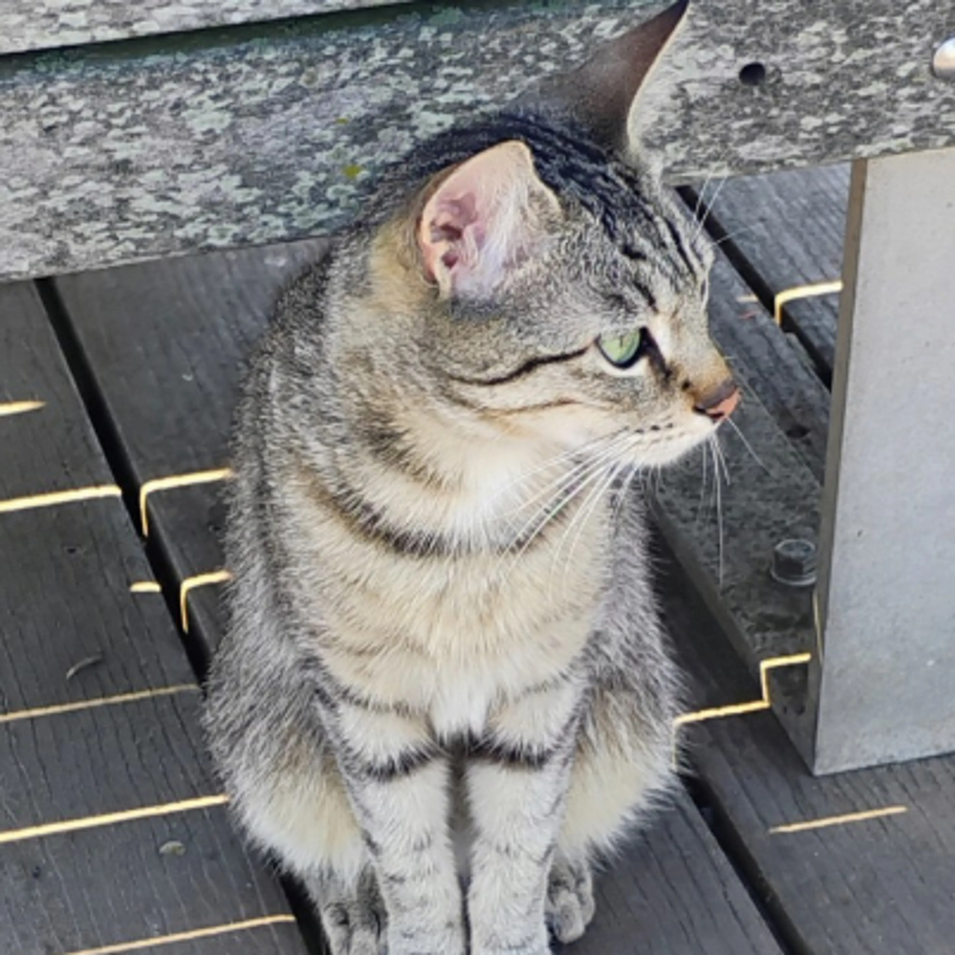 Lost pet-2
