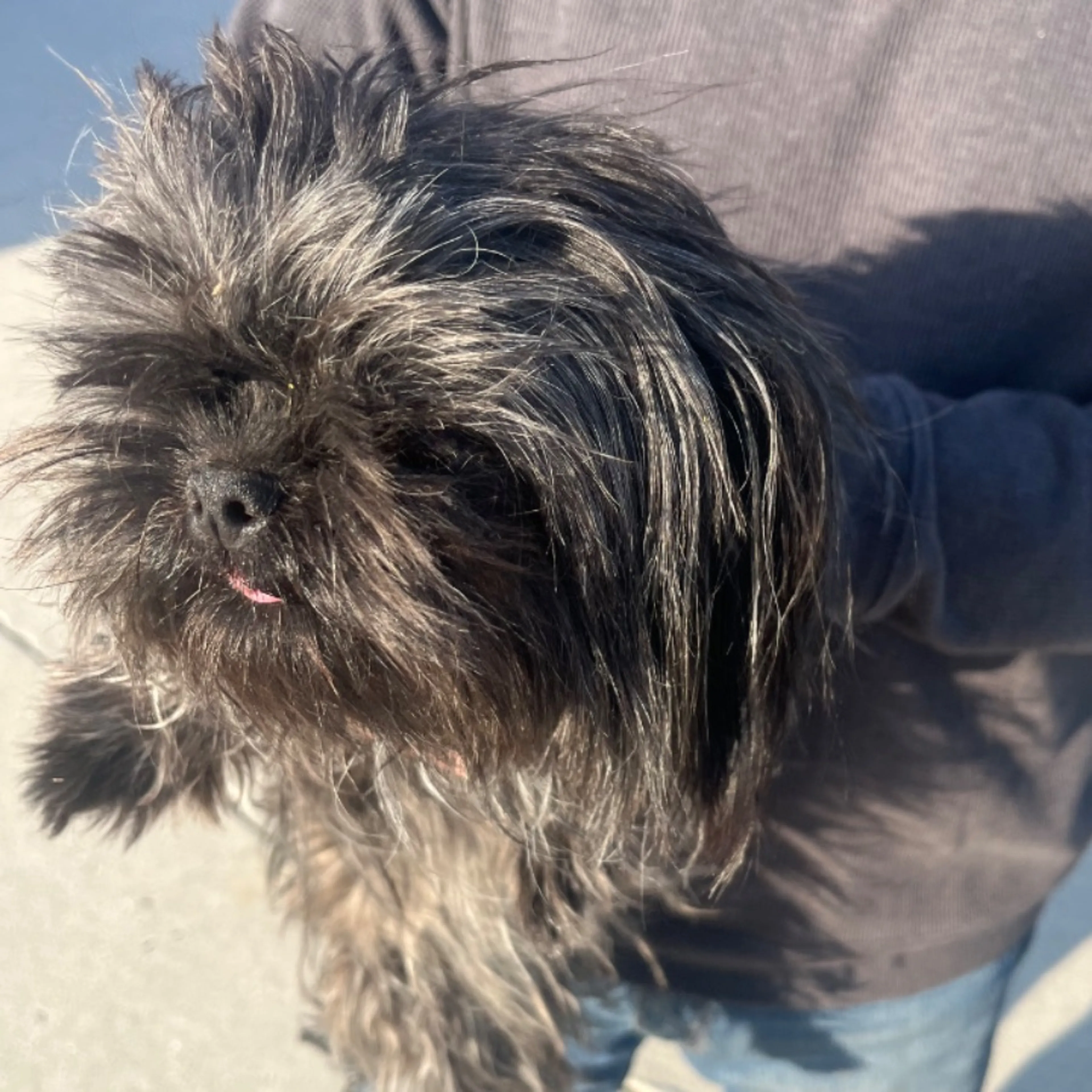 Found pet