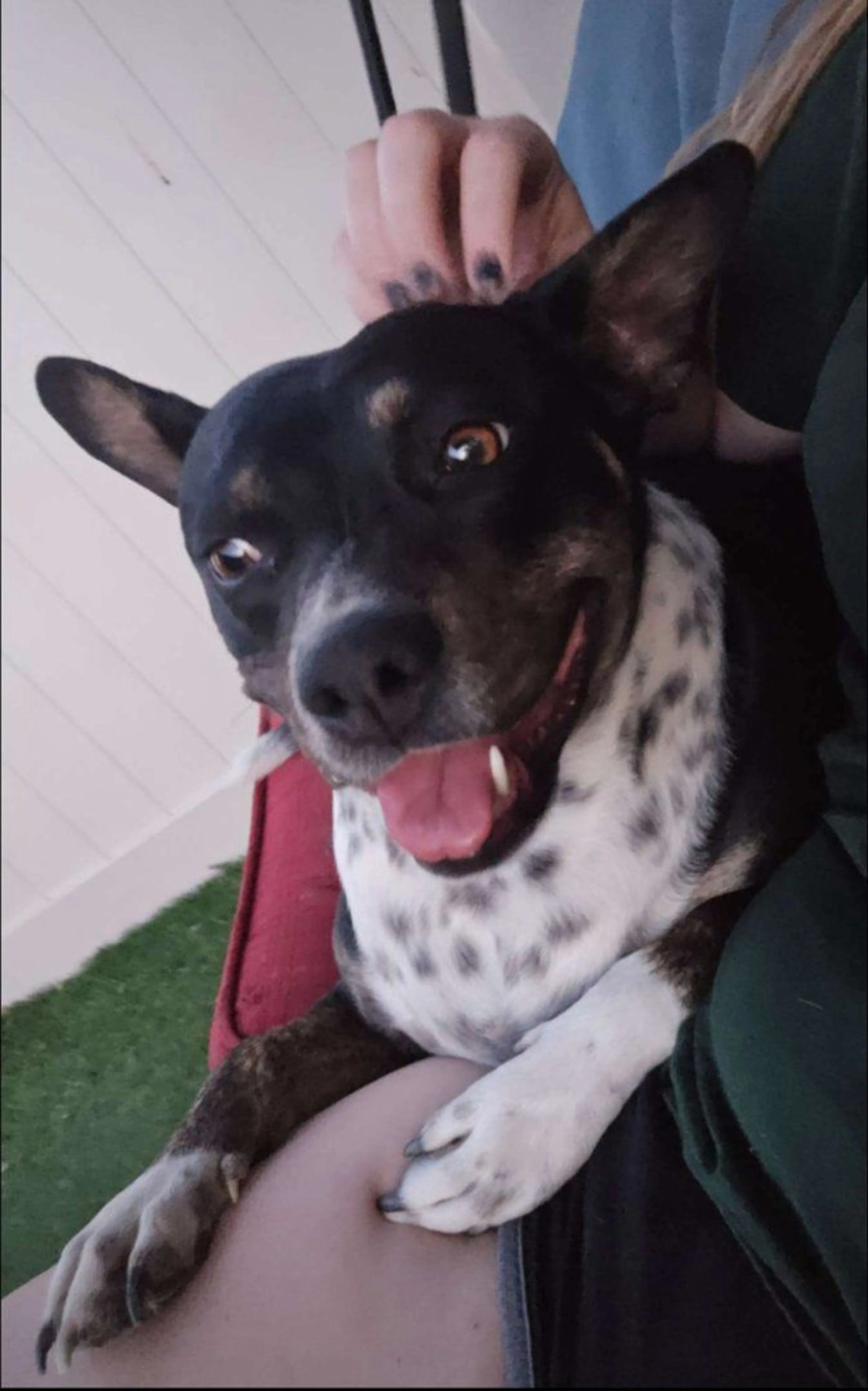 Lost pet