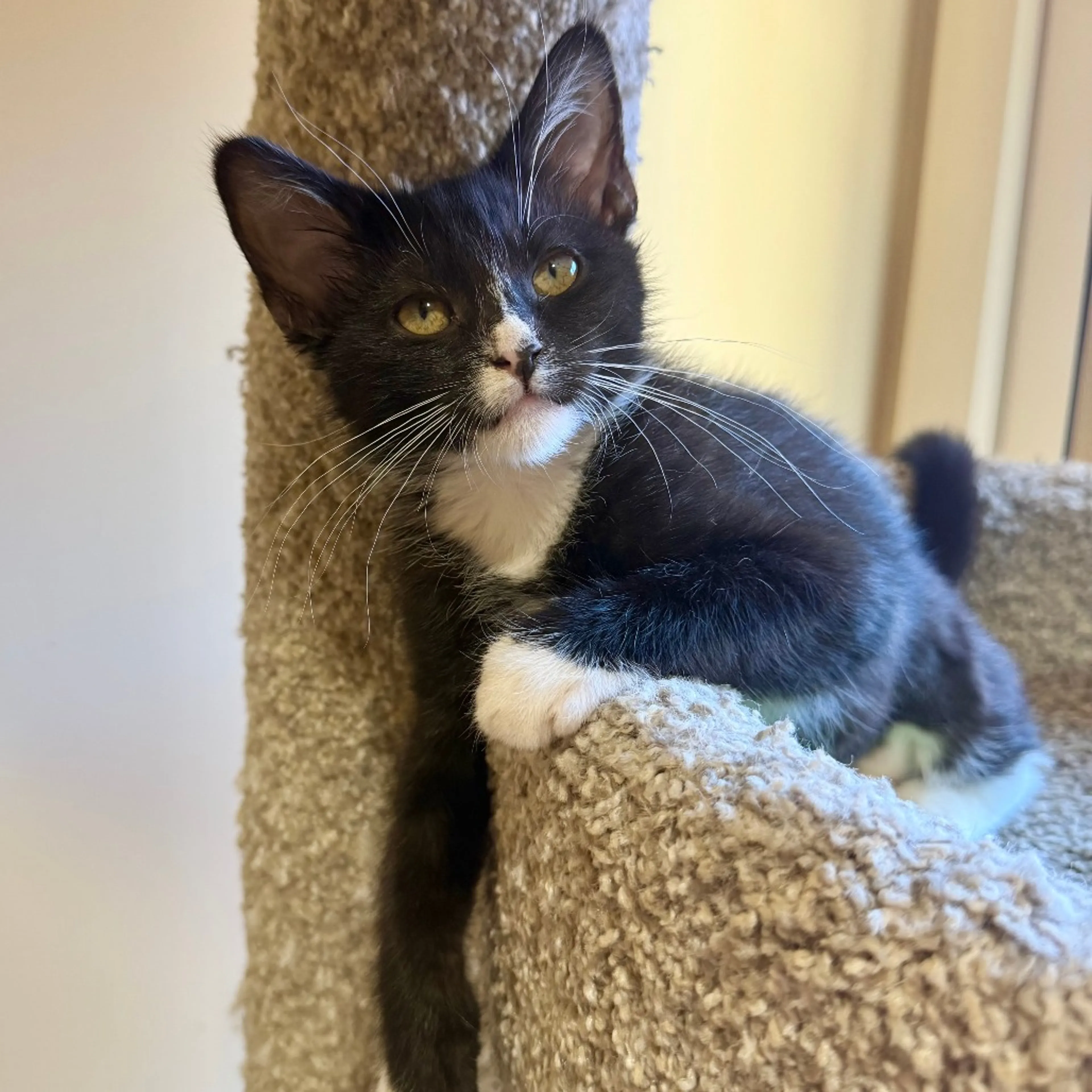 Found pet-2