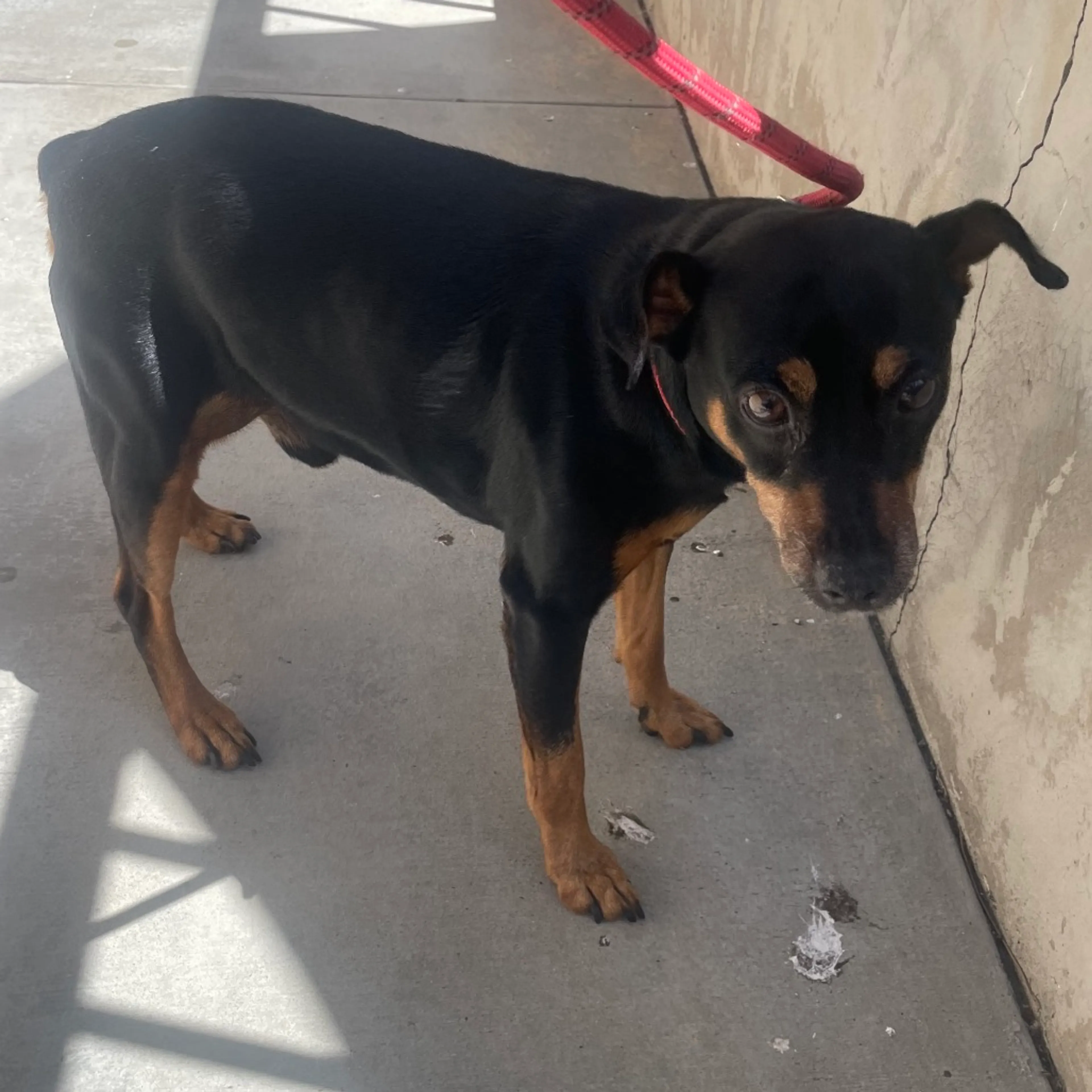 Found pet