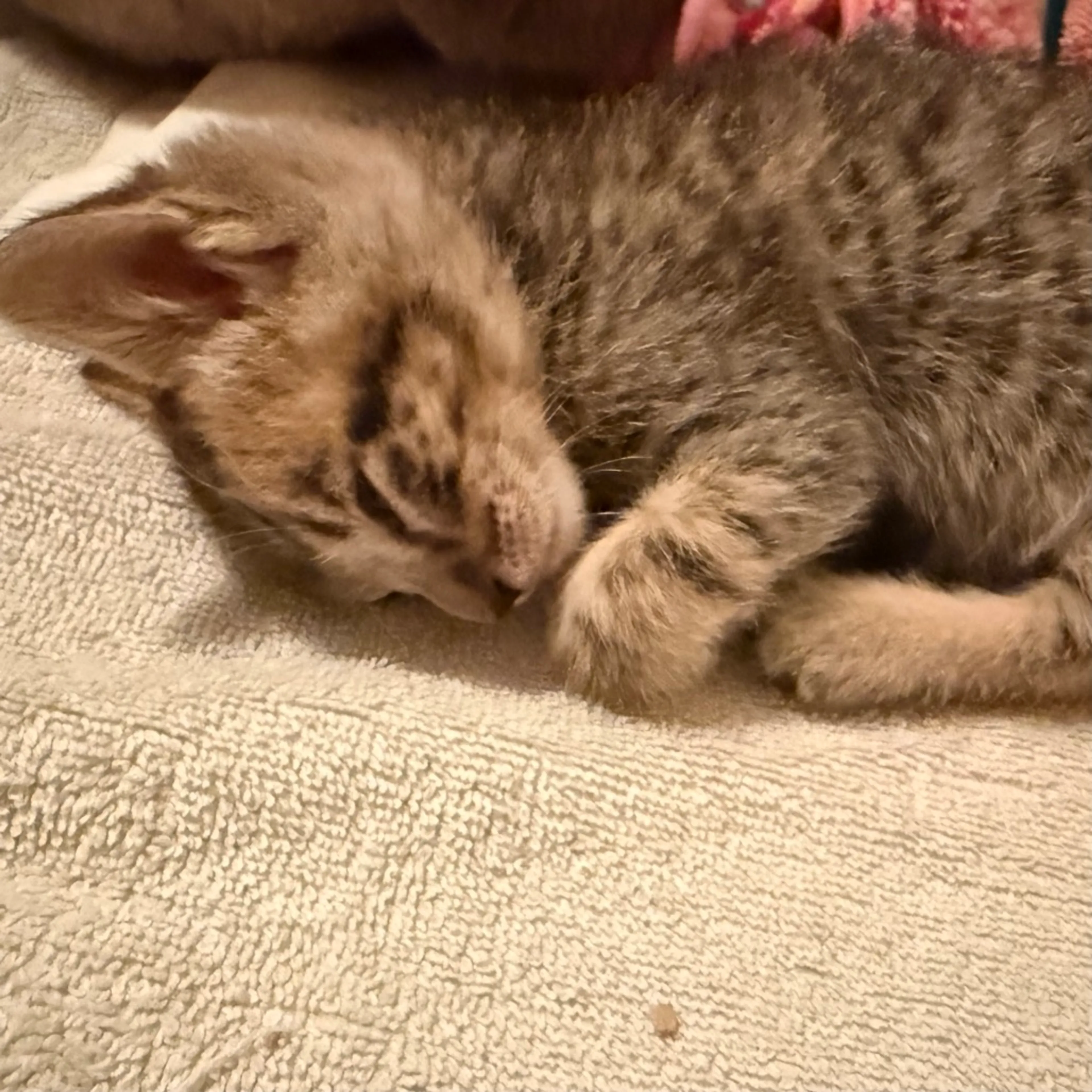 Found pet-4