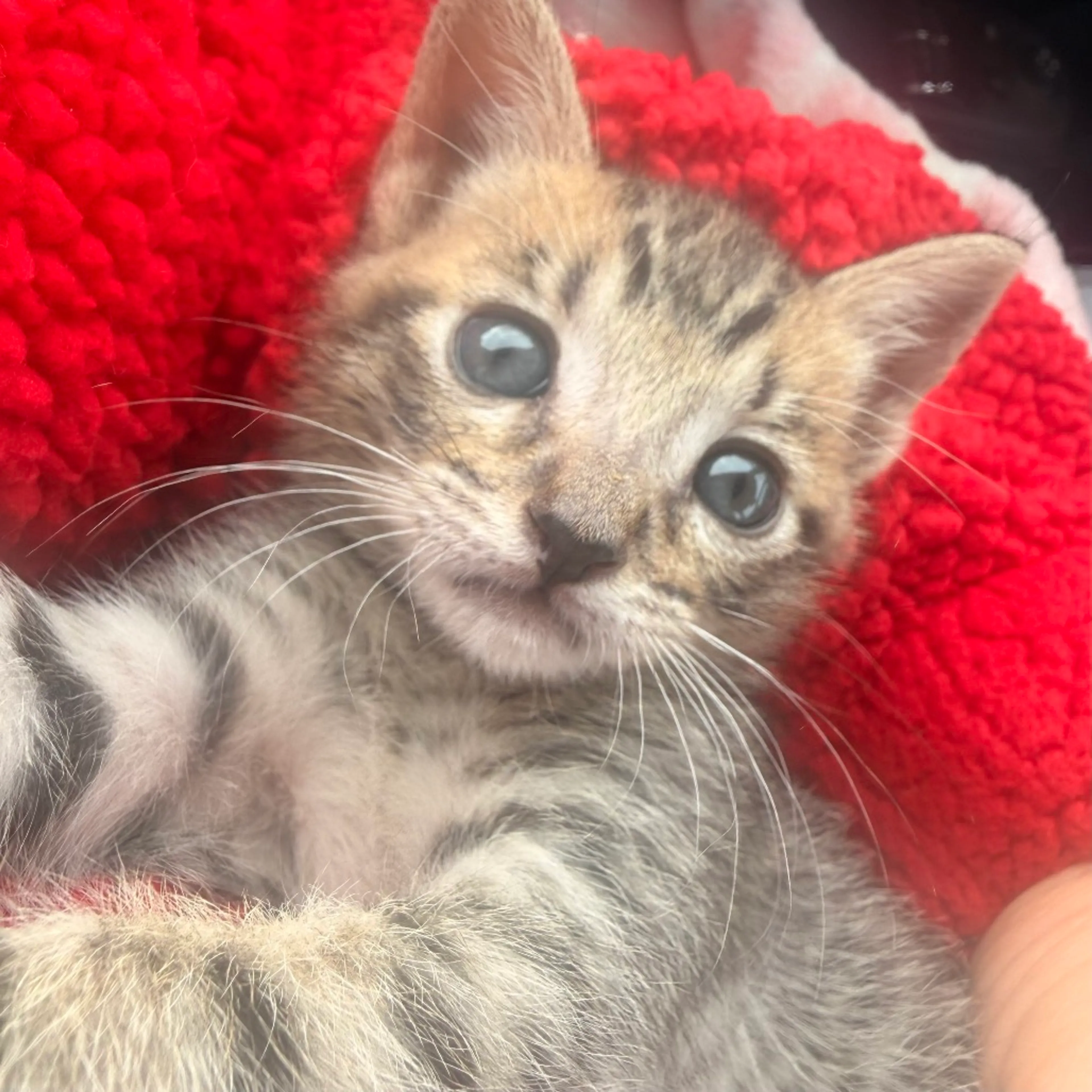 Found pet-1