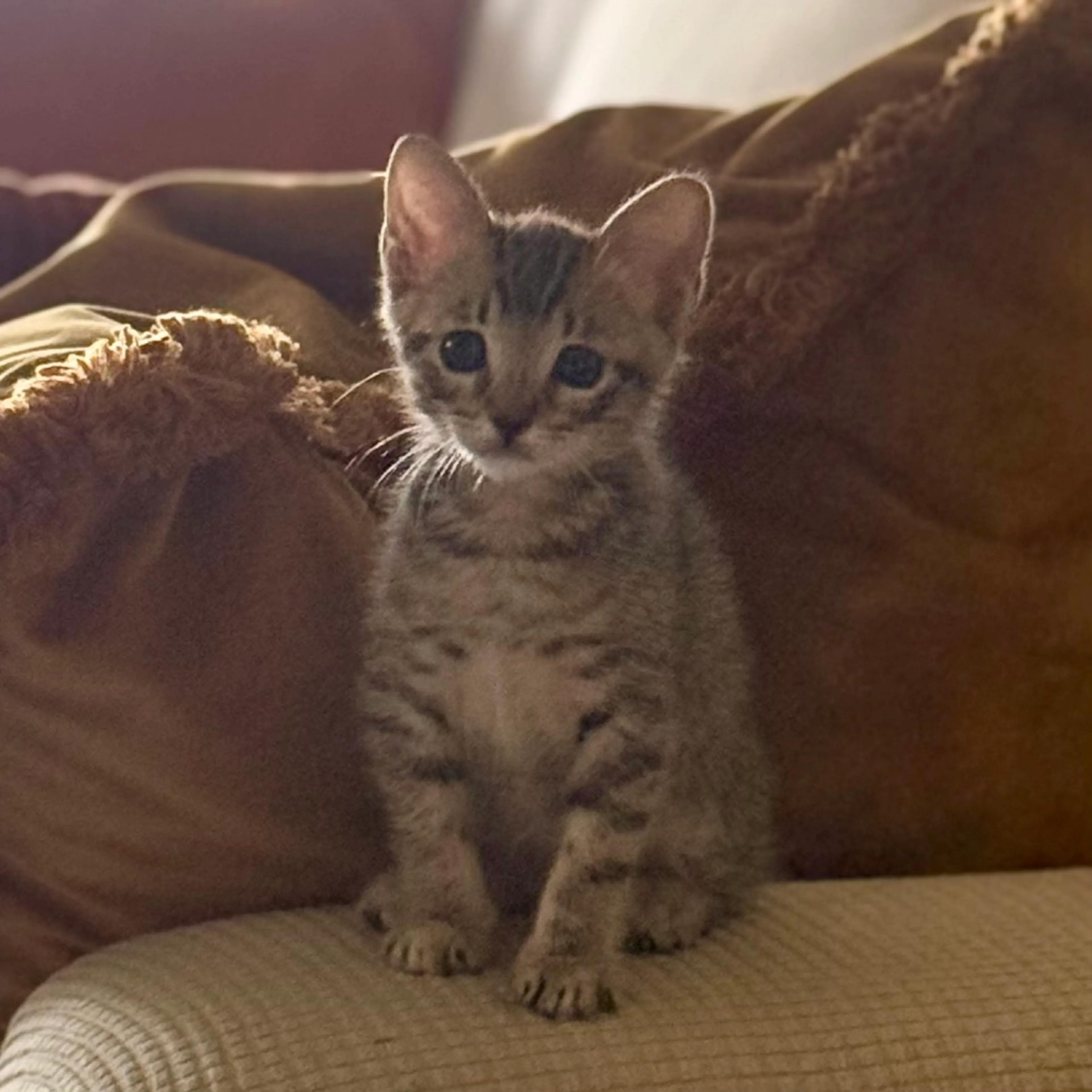Found pet-3