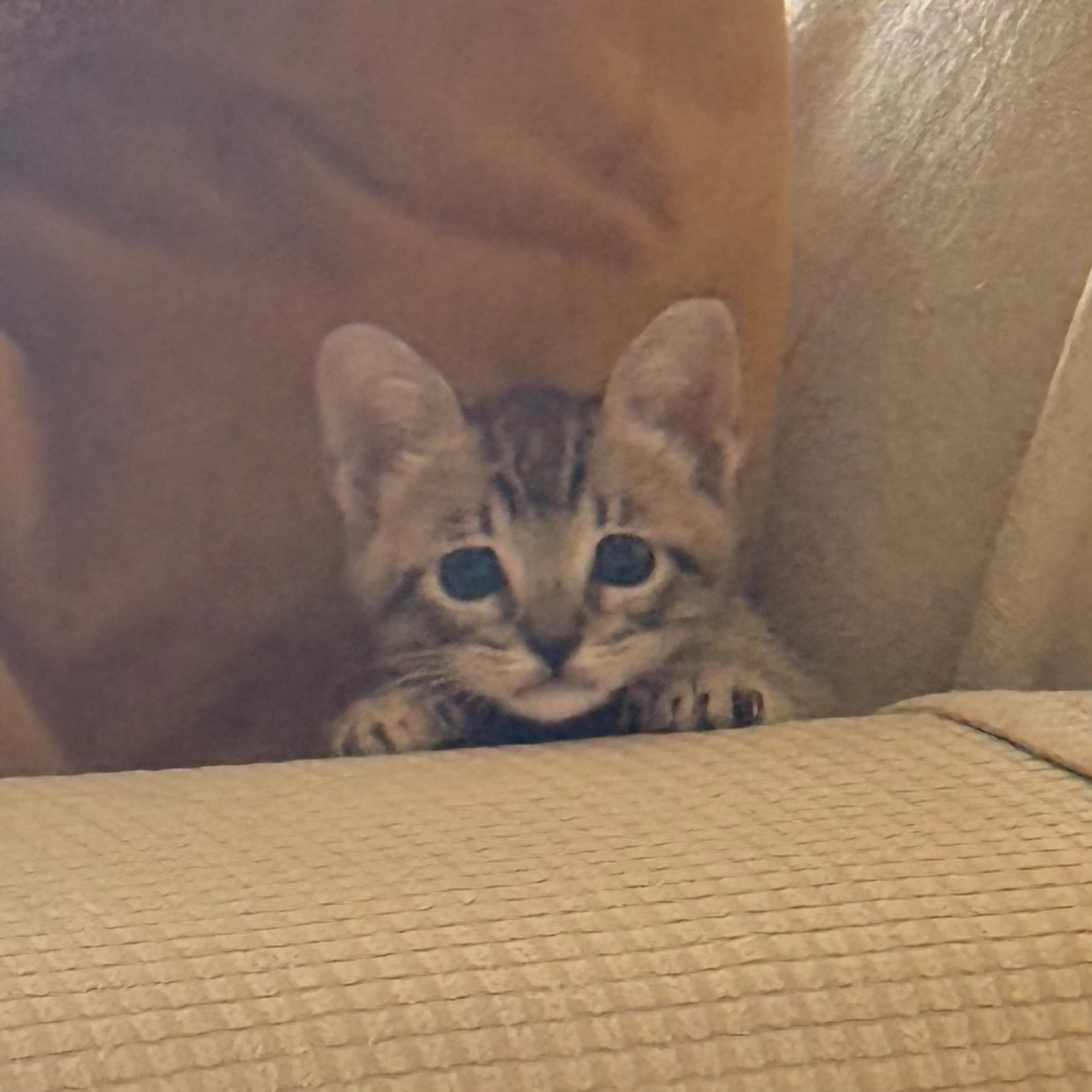 Found pet-2