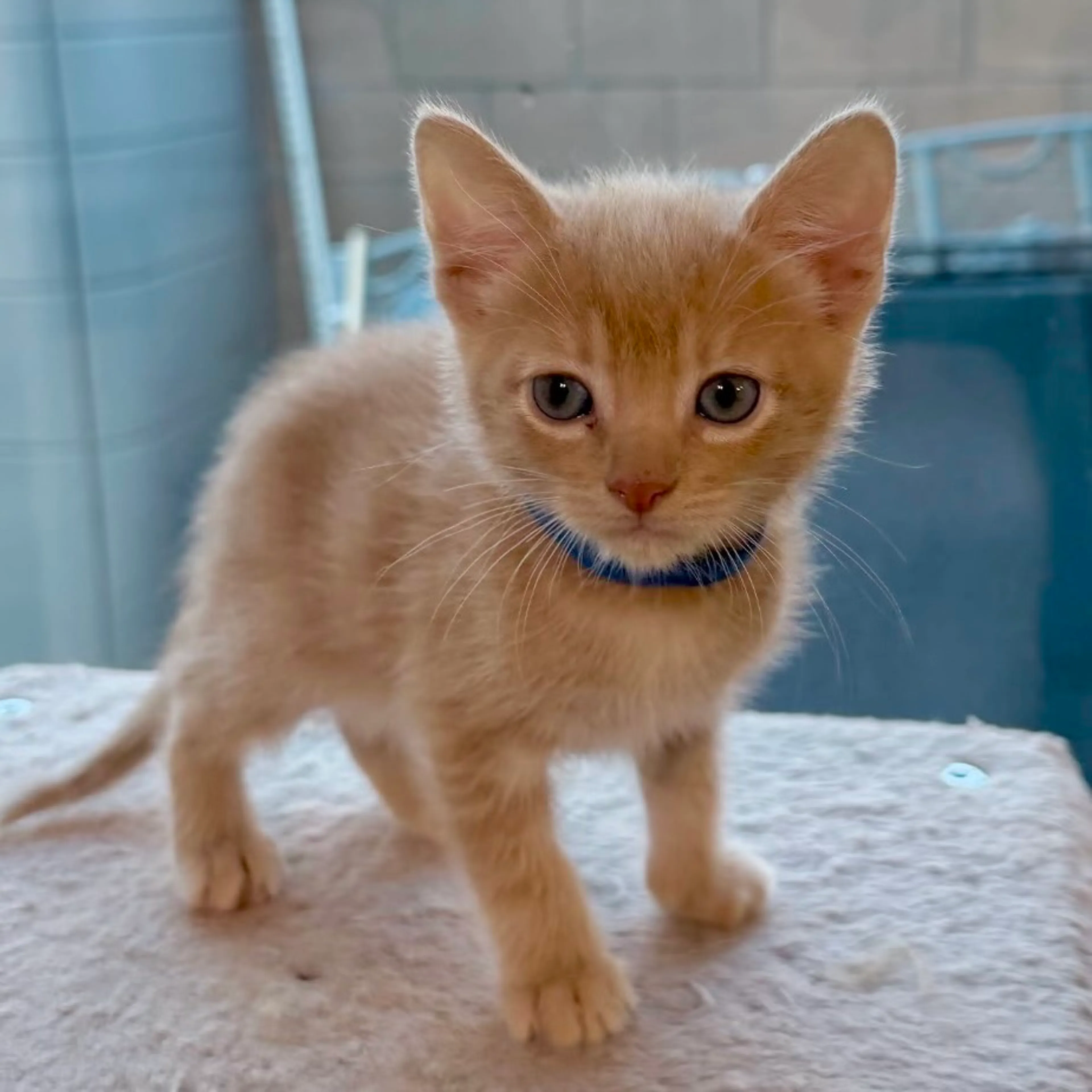 Found pet-1