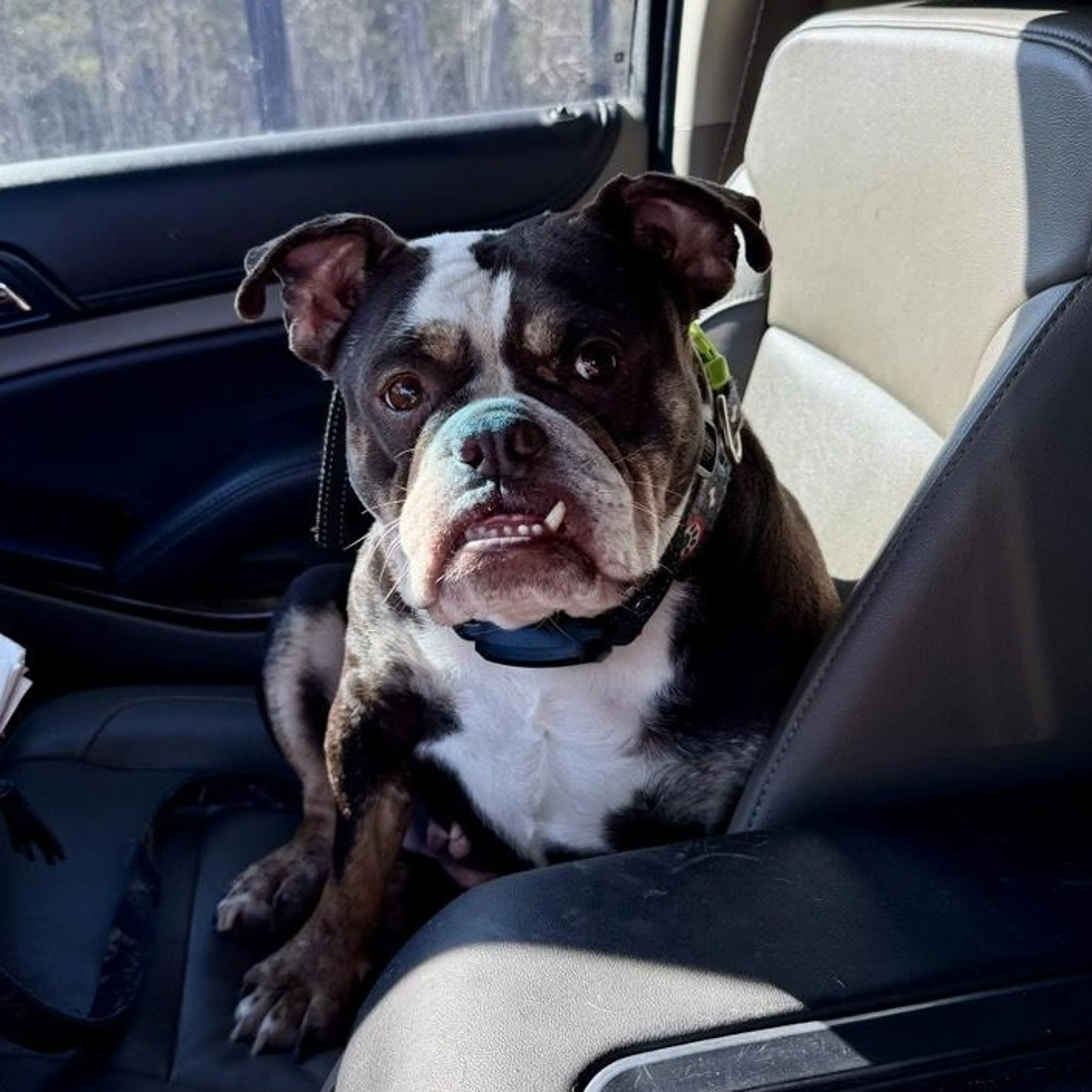 Found pet-3