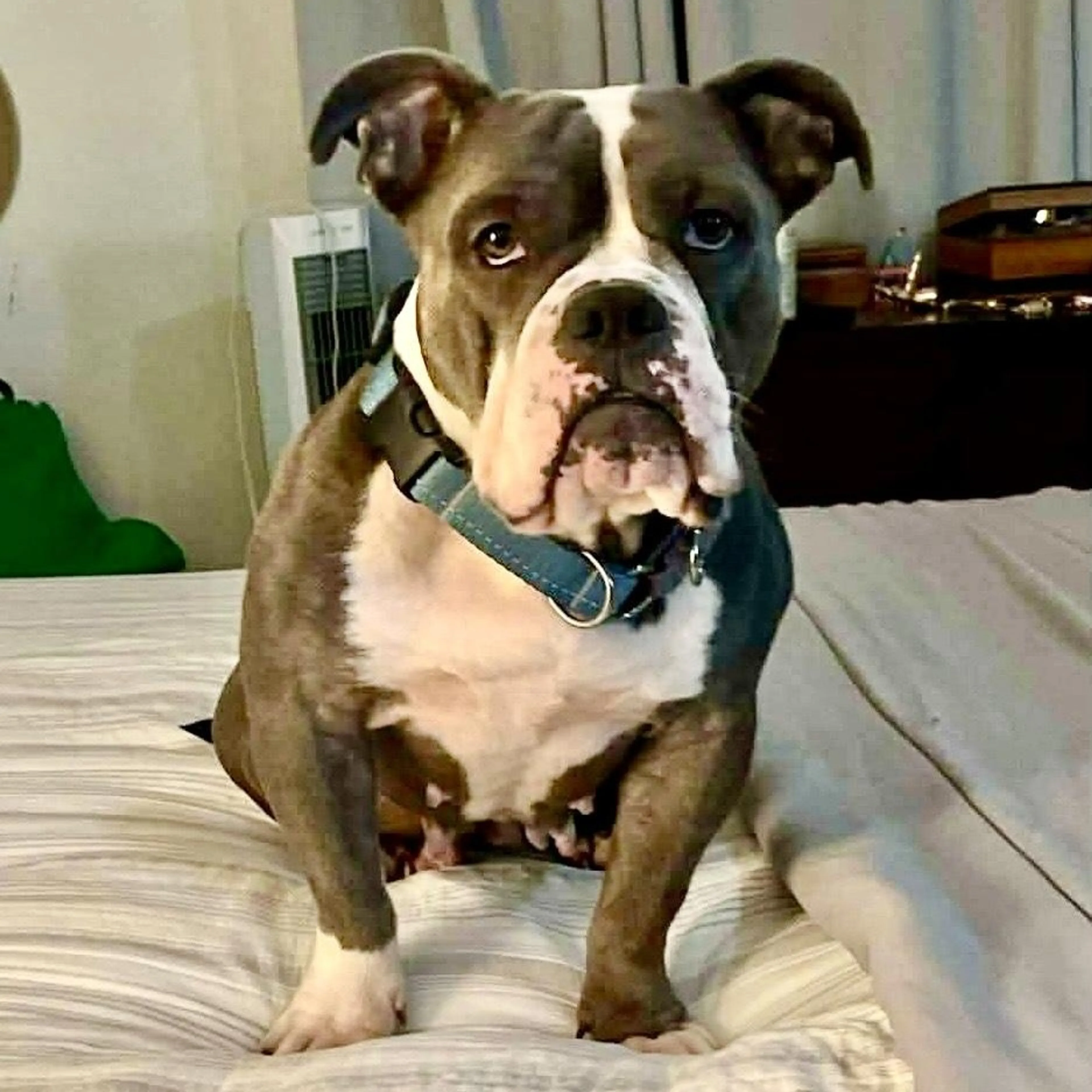 Found pet-1