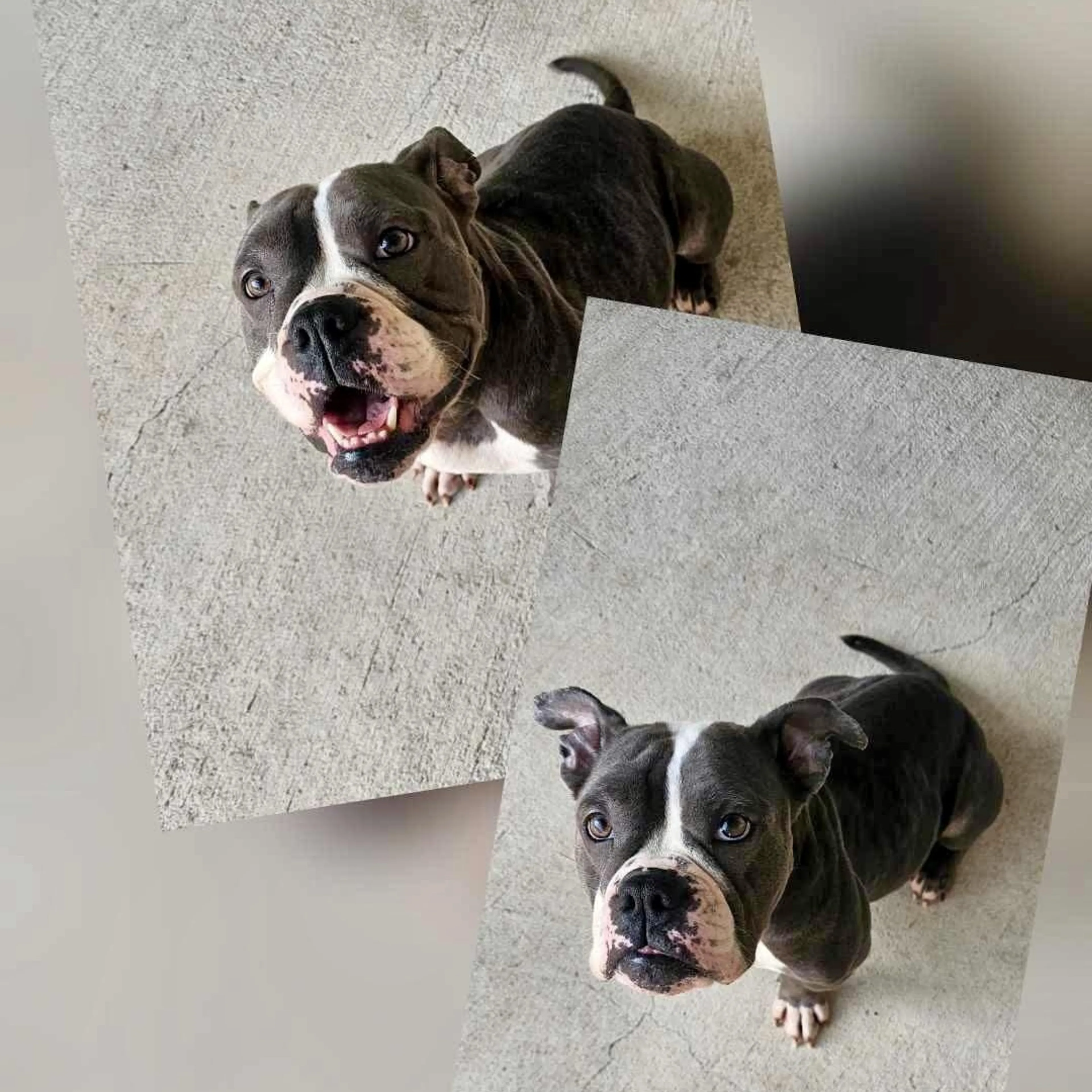 Found pet-2