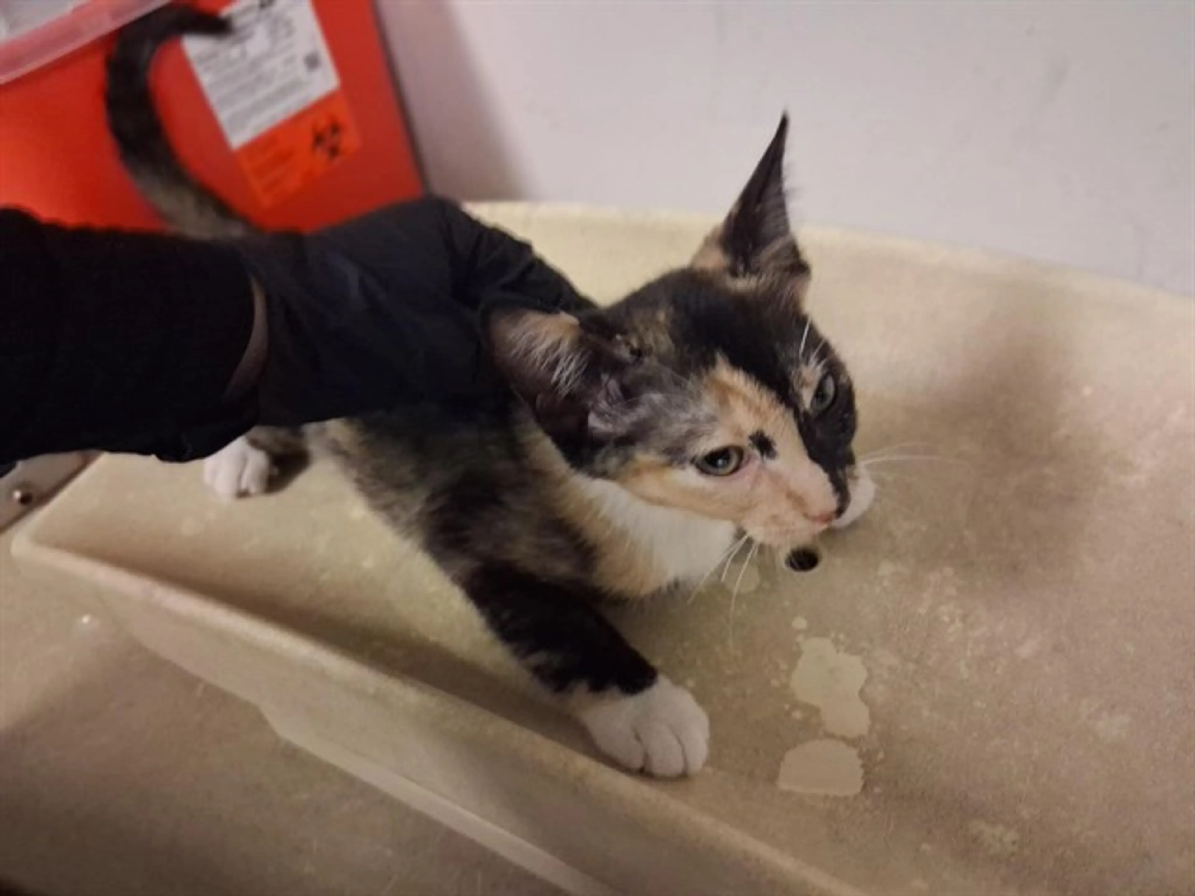 Found pet