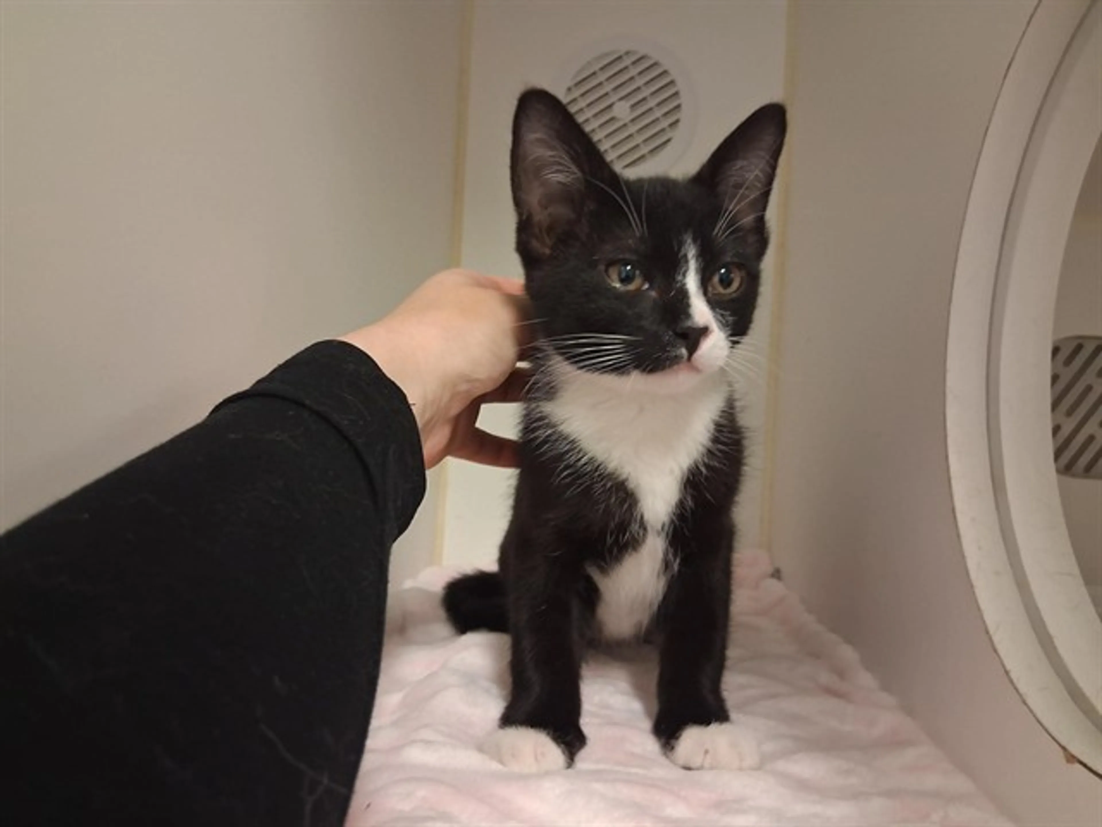 Found pet