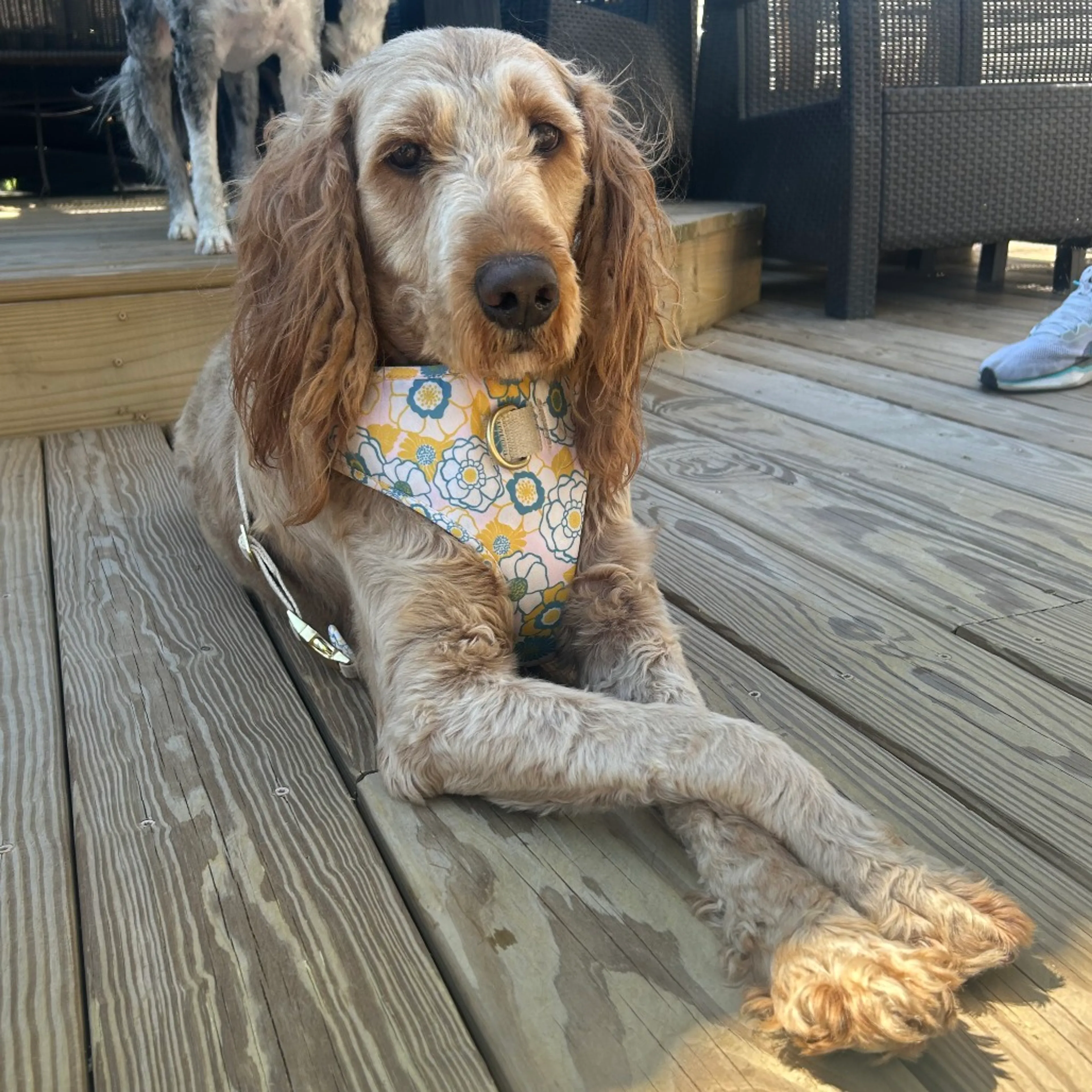 Found pet-5