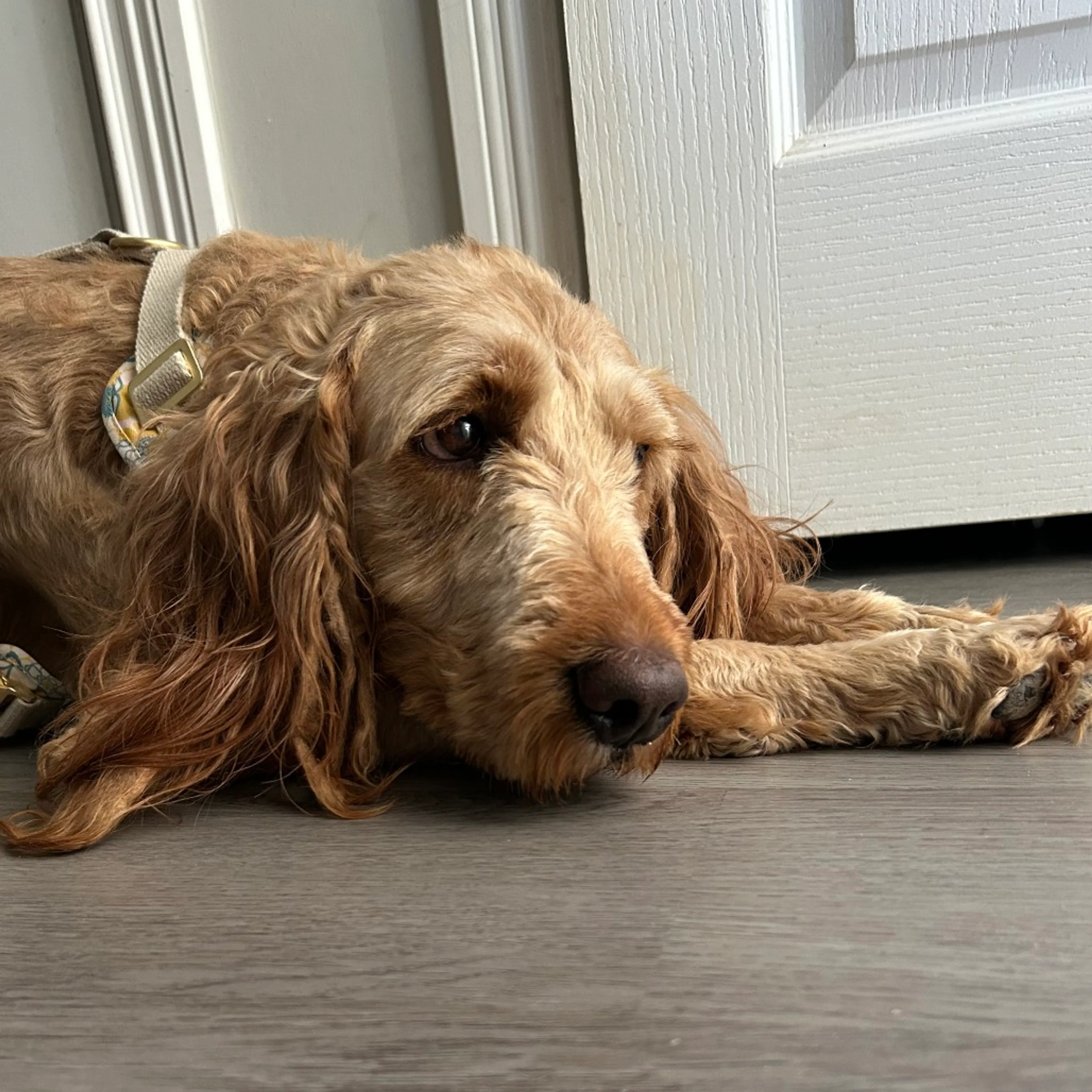 Found pet-2
