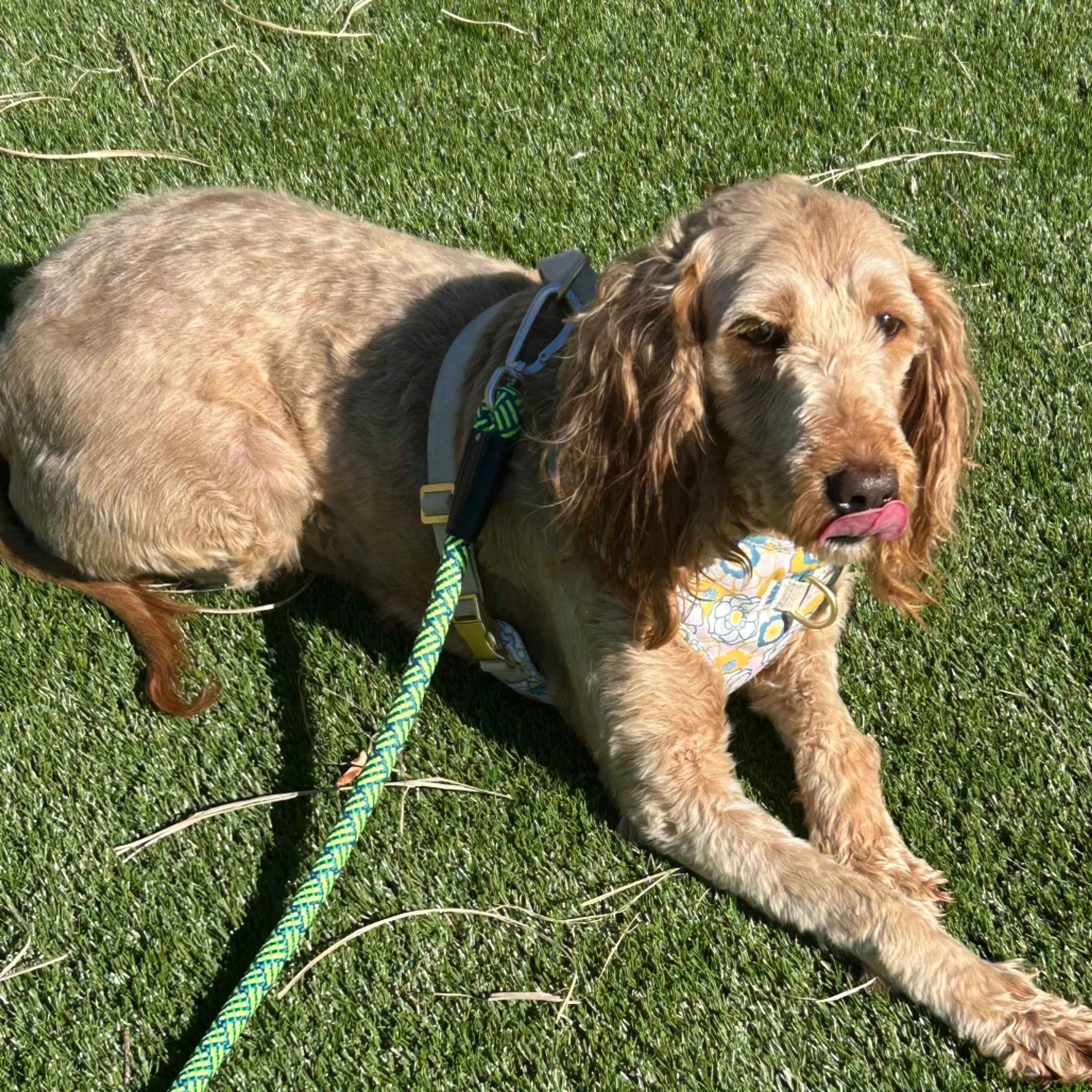 Found pet-1