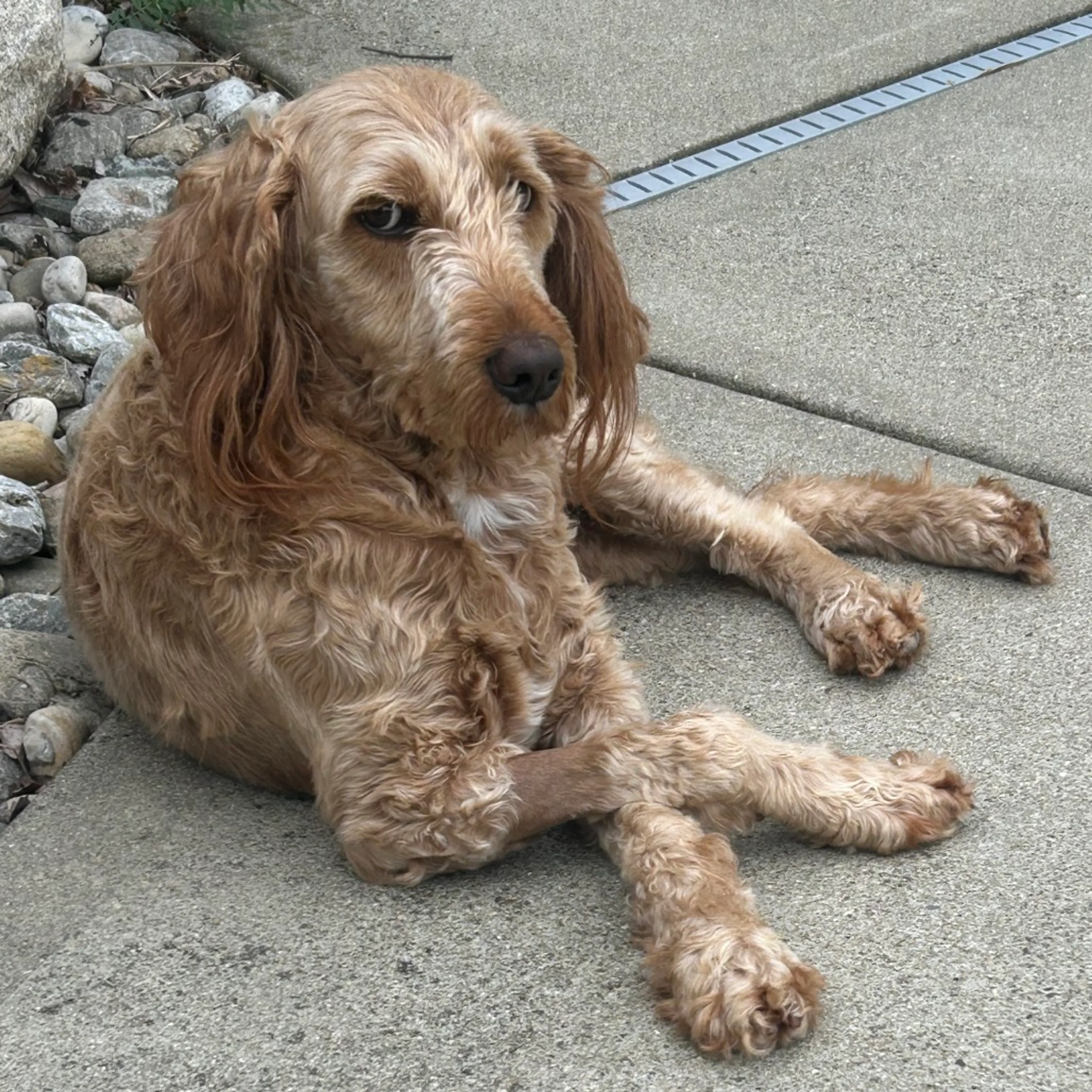 Found pet-6