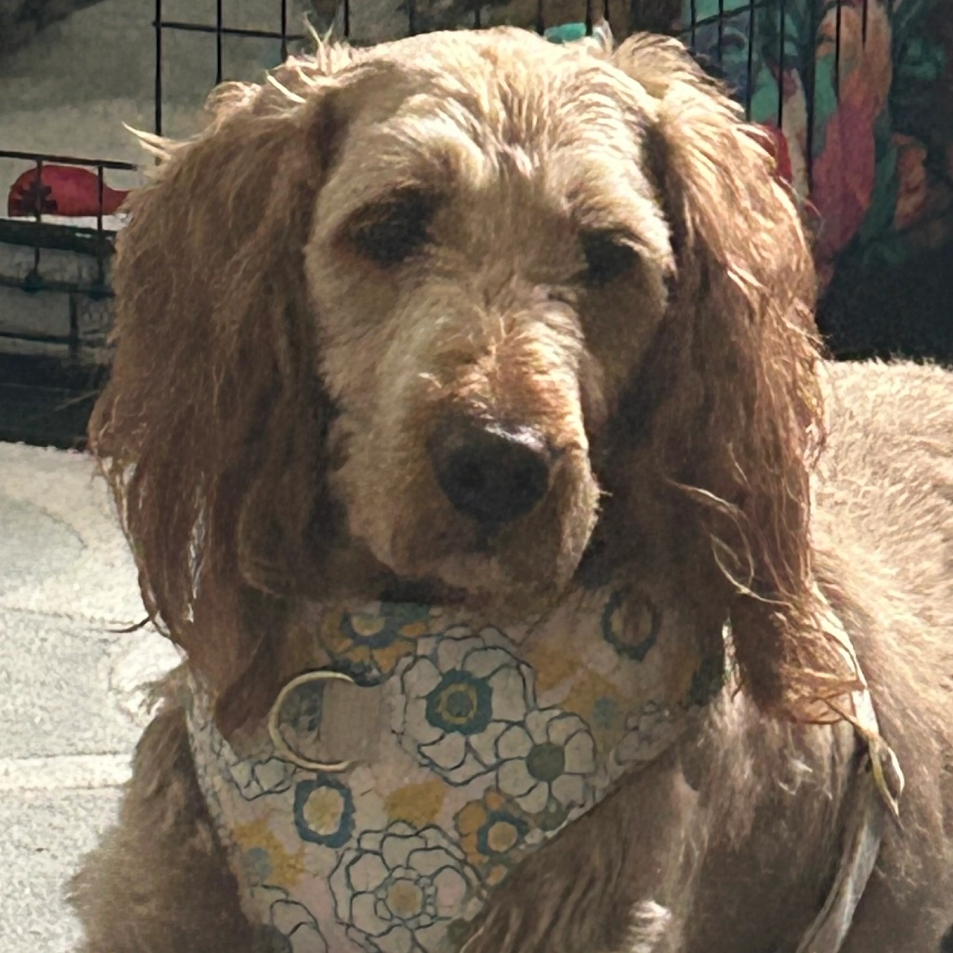 Found pet-4