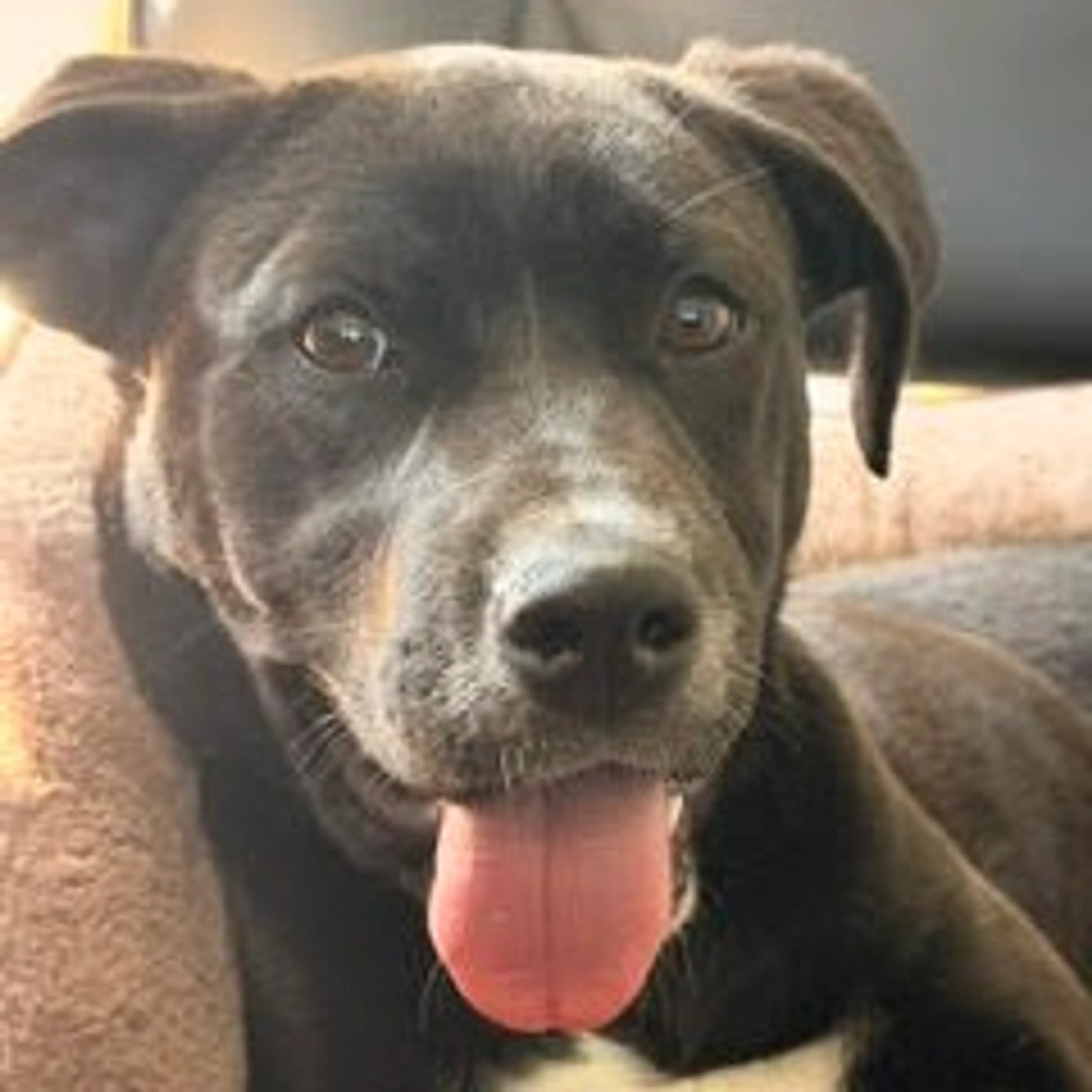Found pet-2