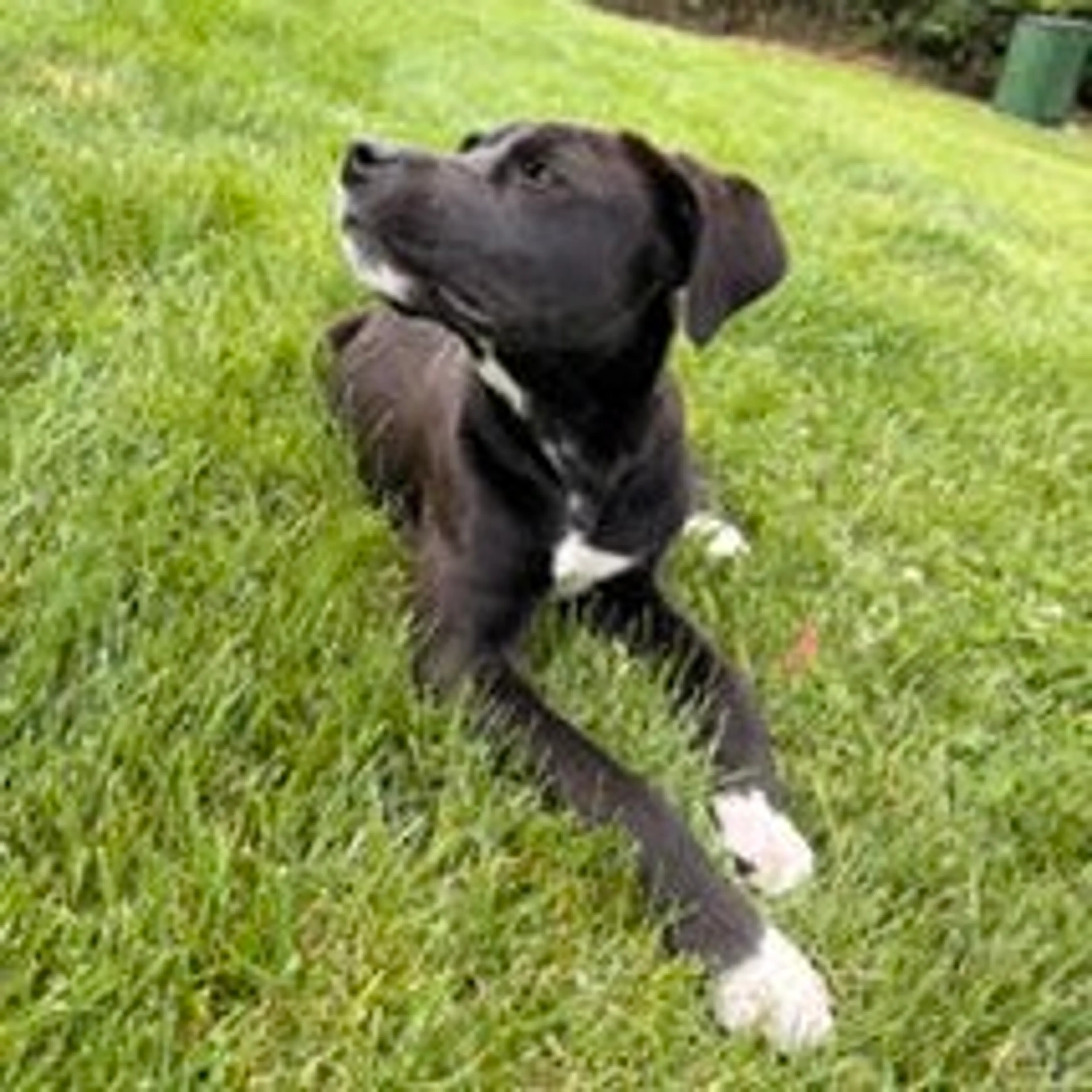 Found pet-1