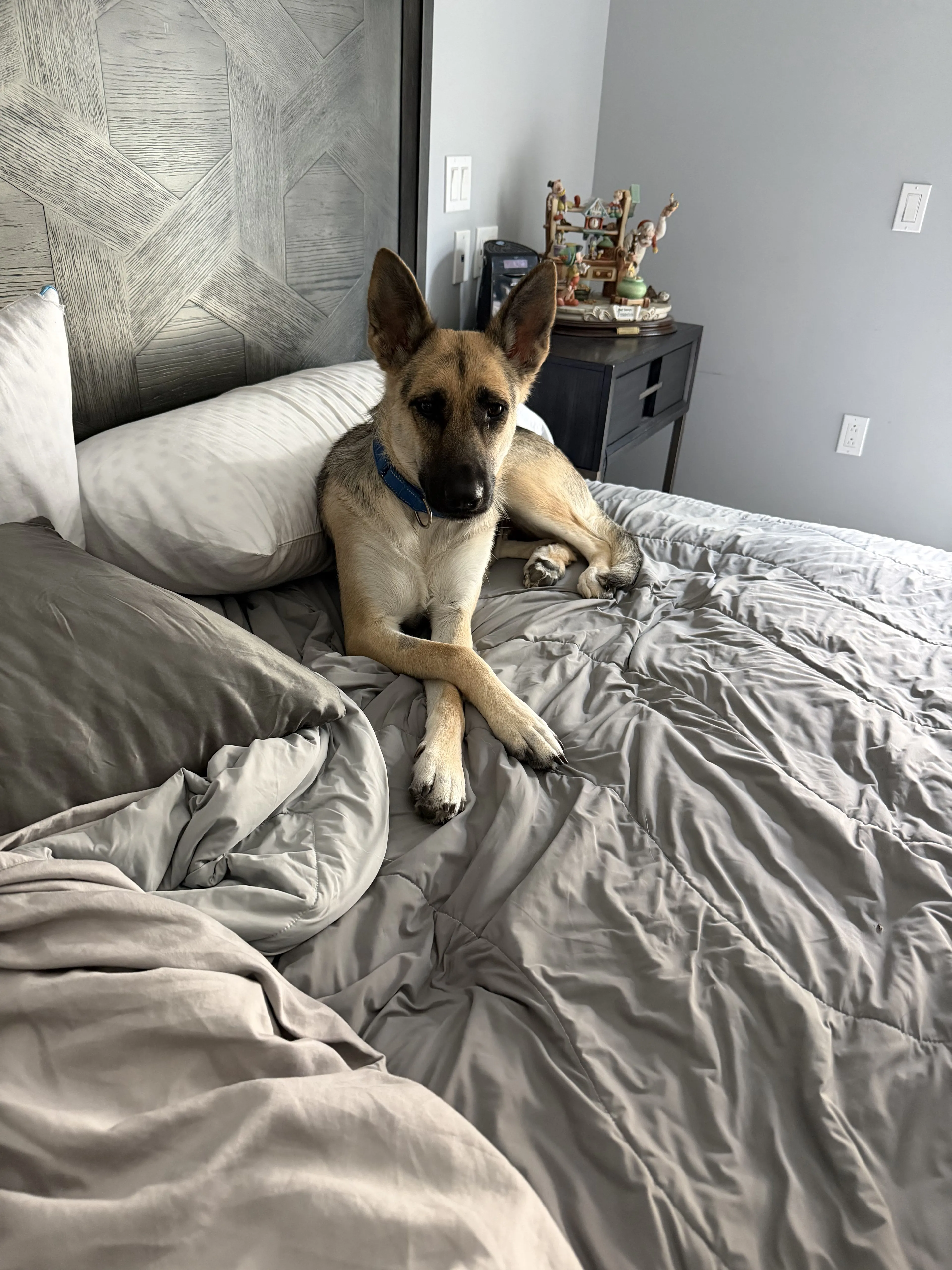 Lost pet