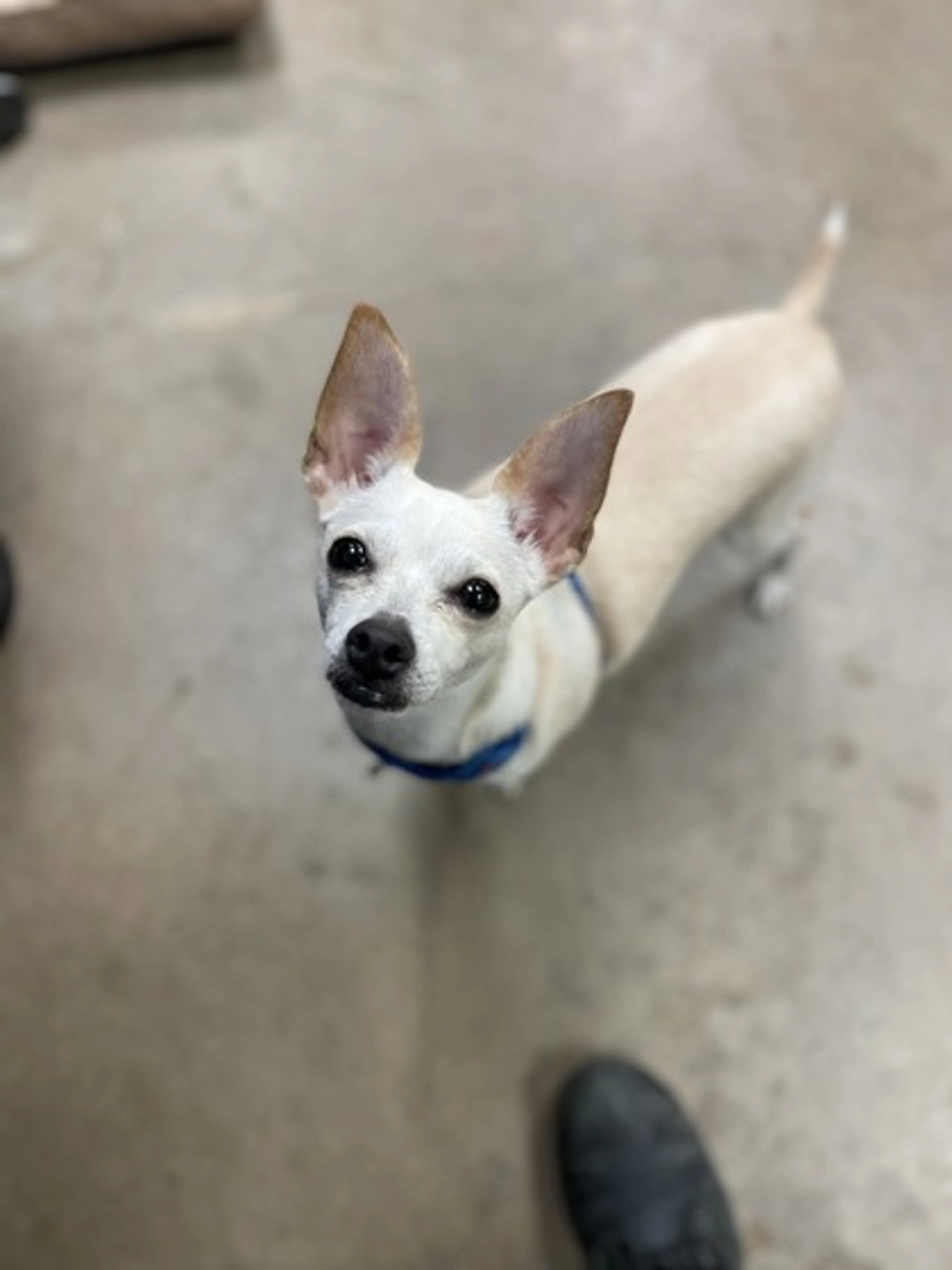 Found pet