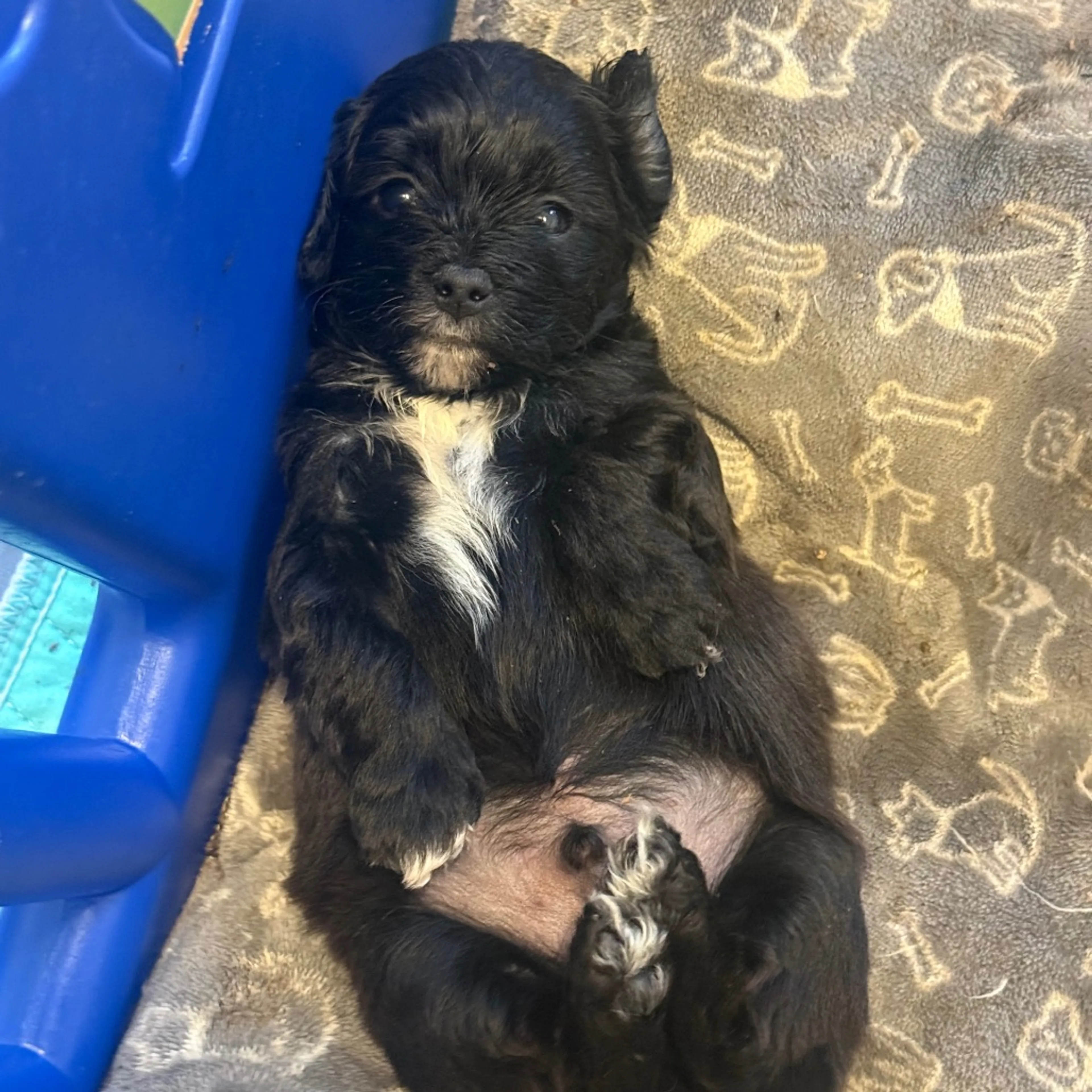 Found pet-1
