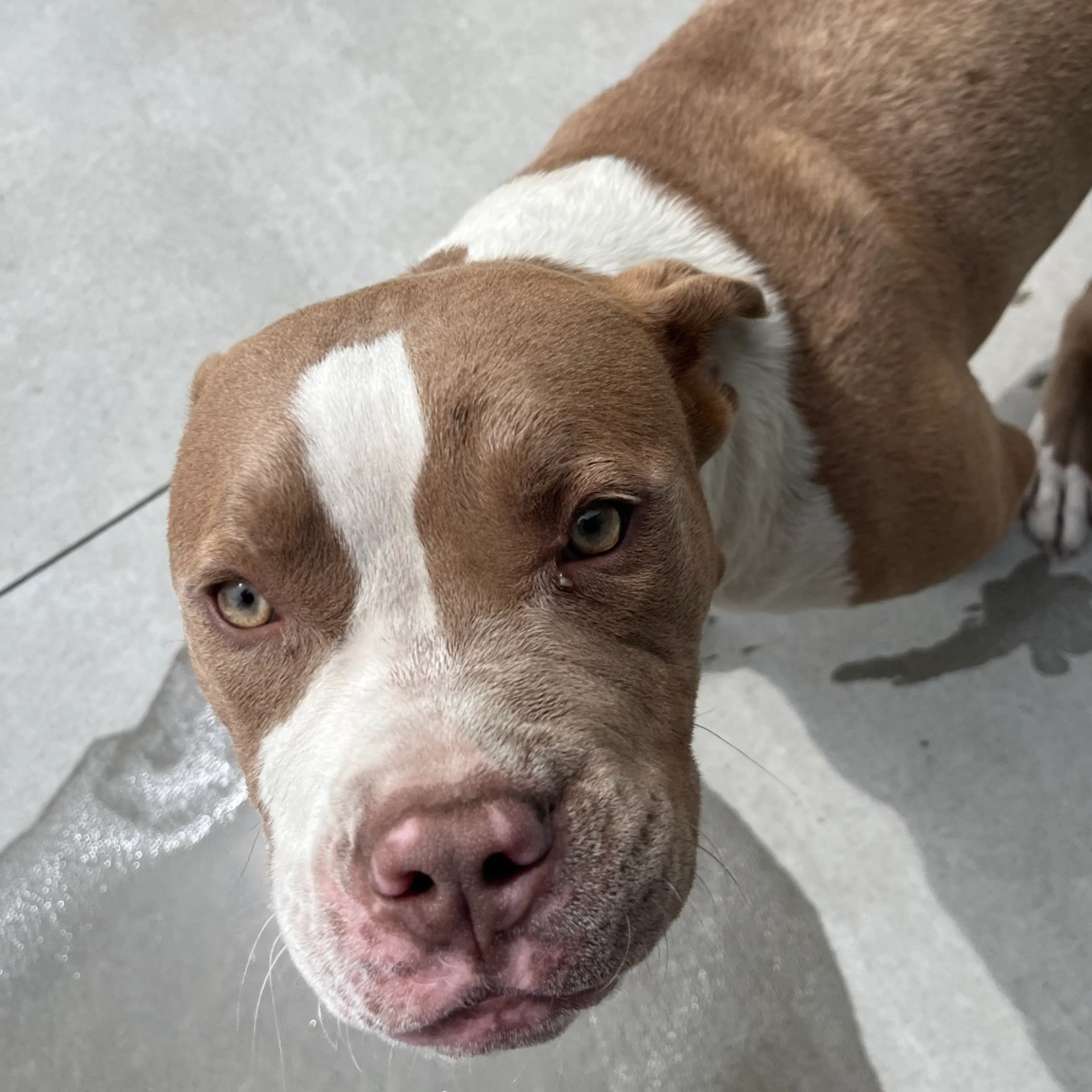 Found pet