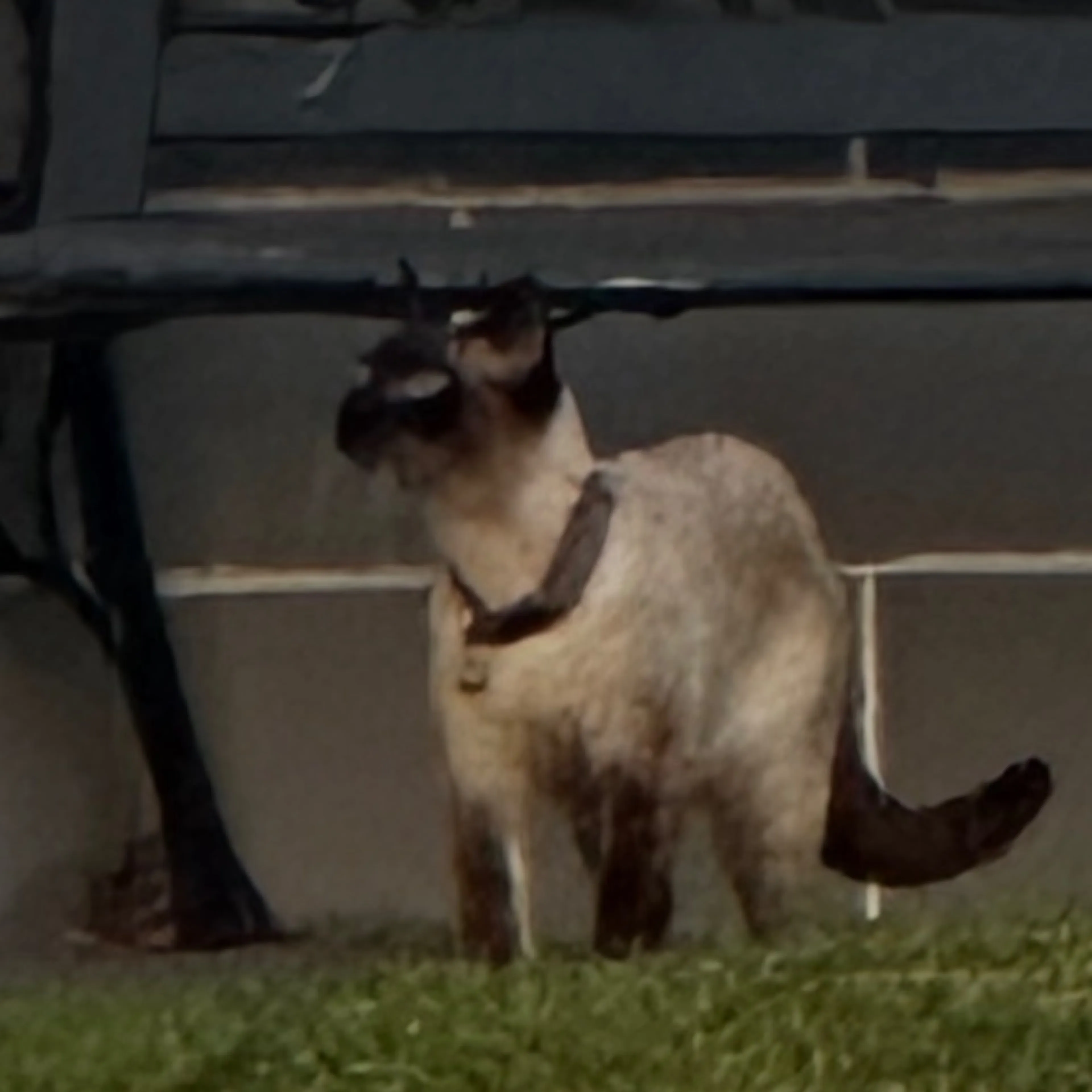Found pet