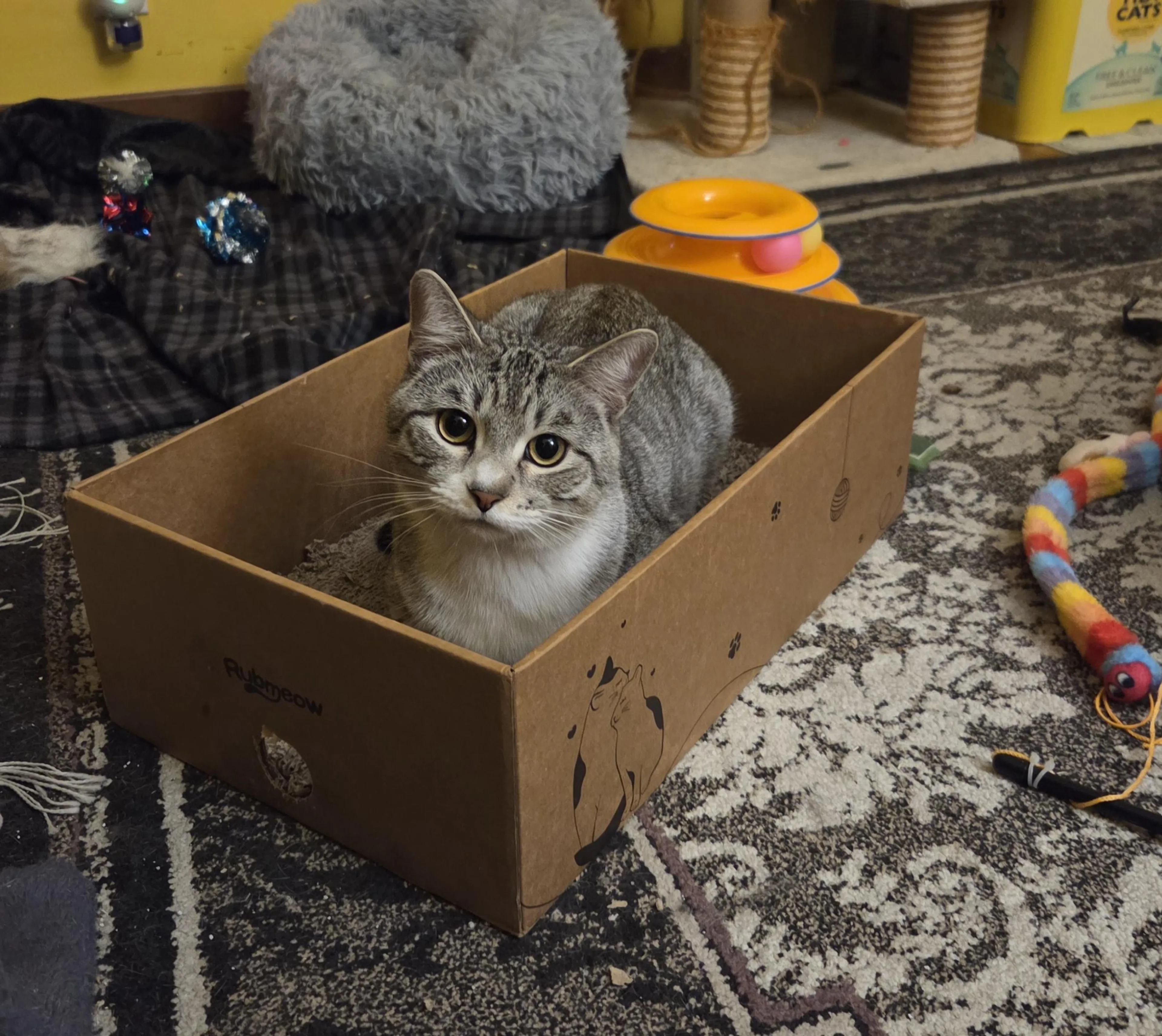 Found pet-1