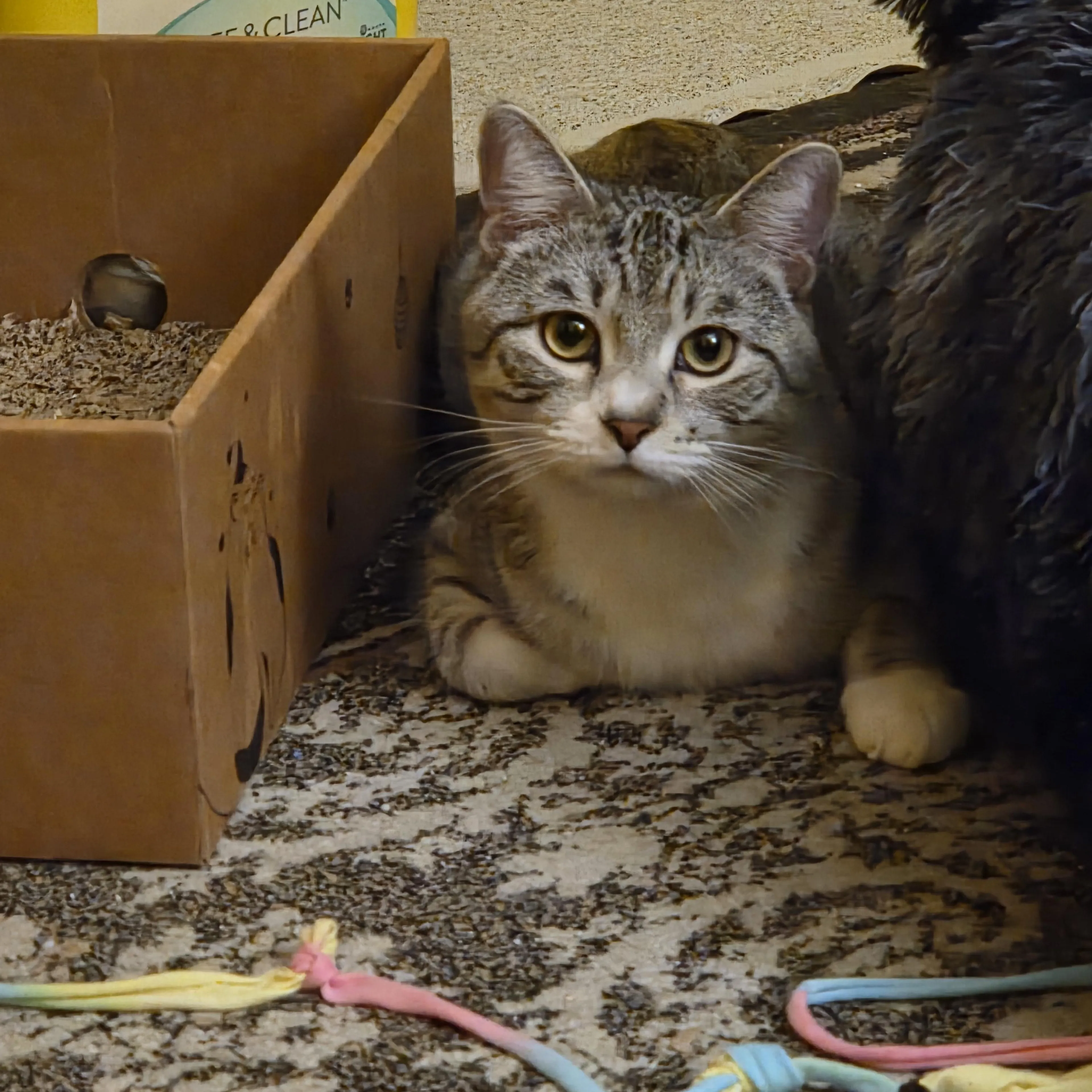 Found pet-5