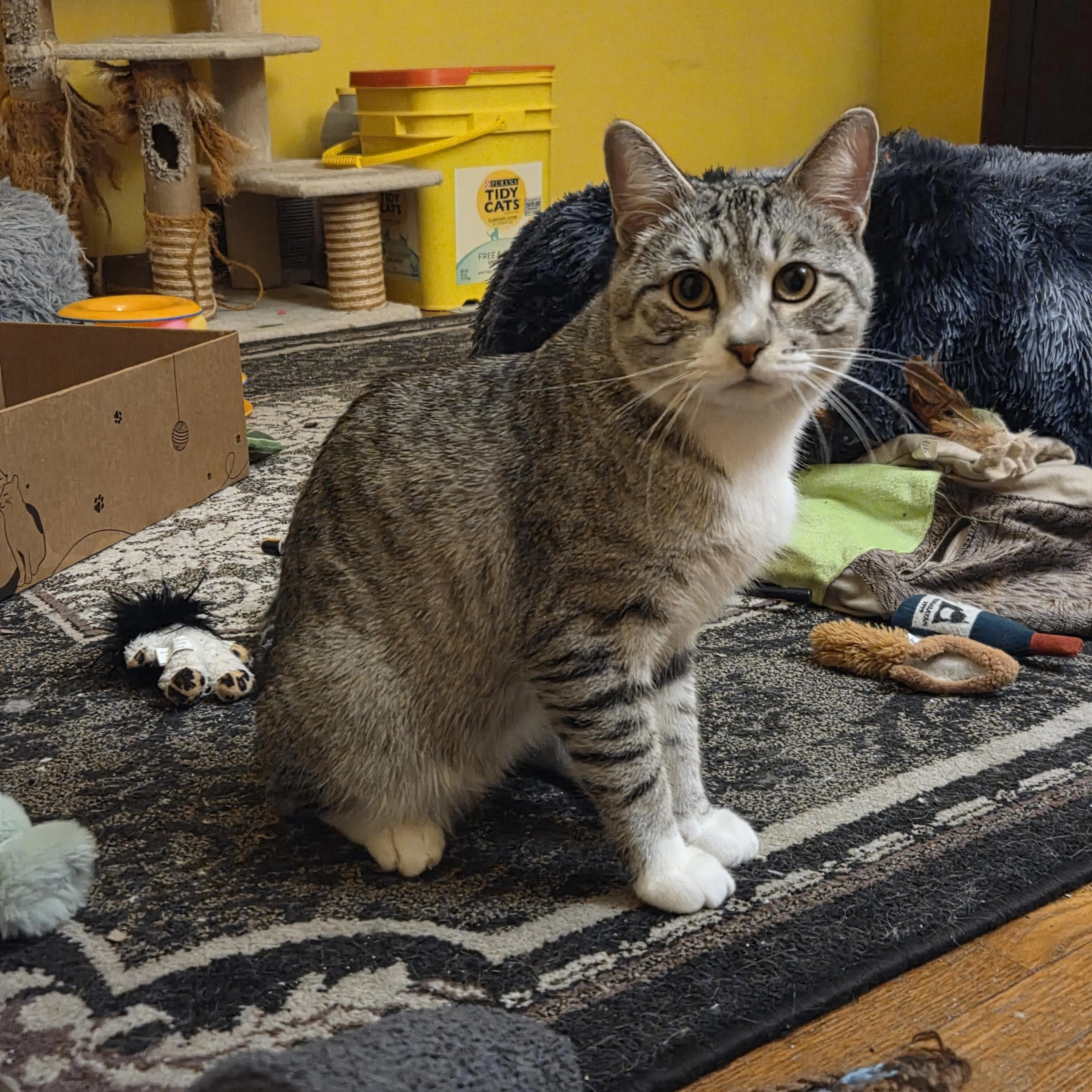 Found pet-4