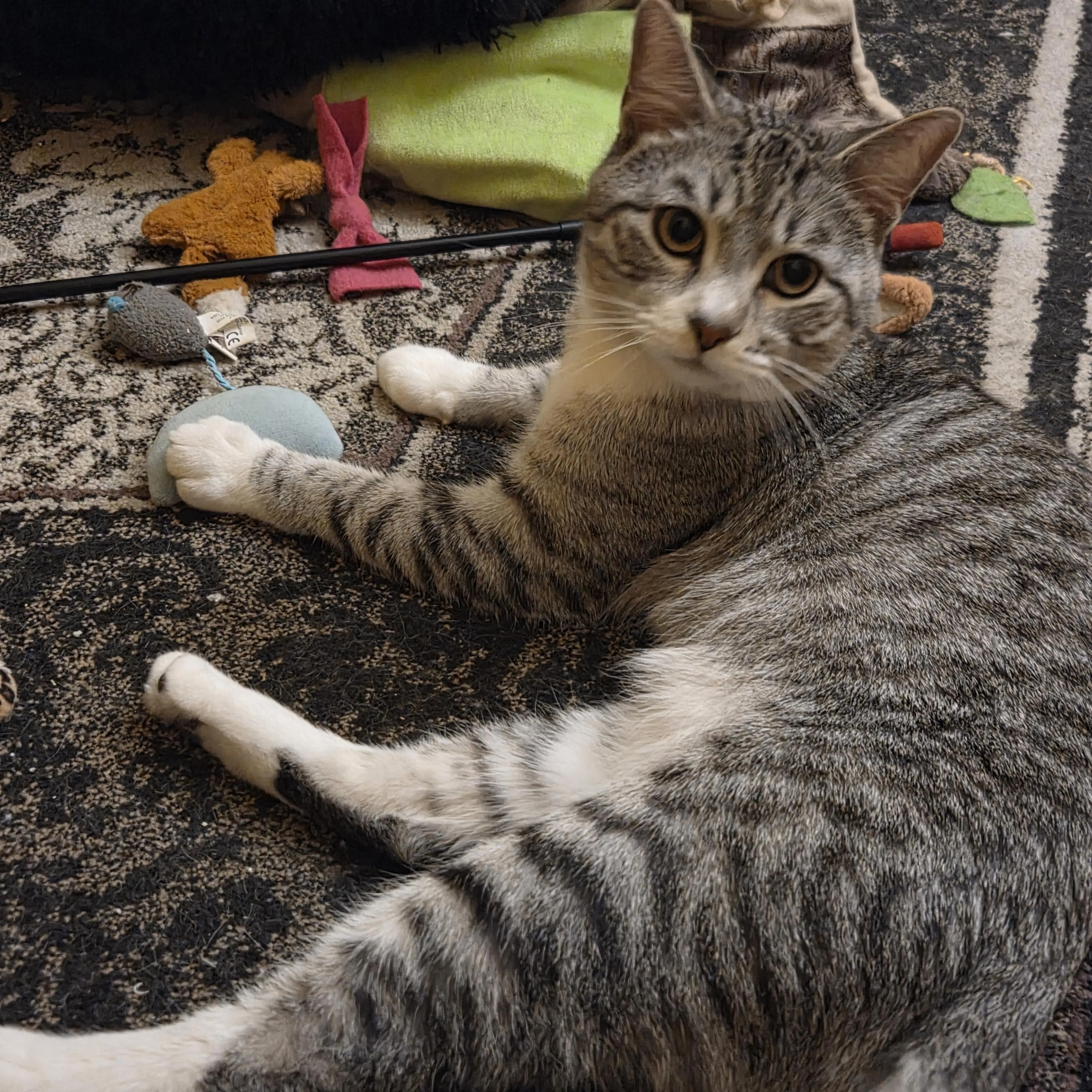 Found pet-2