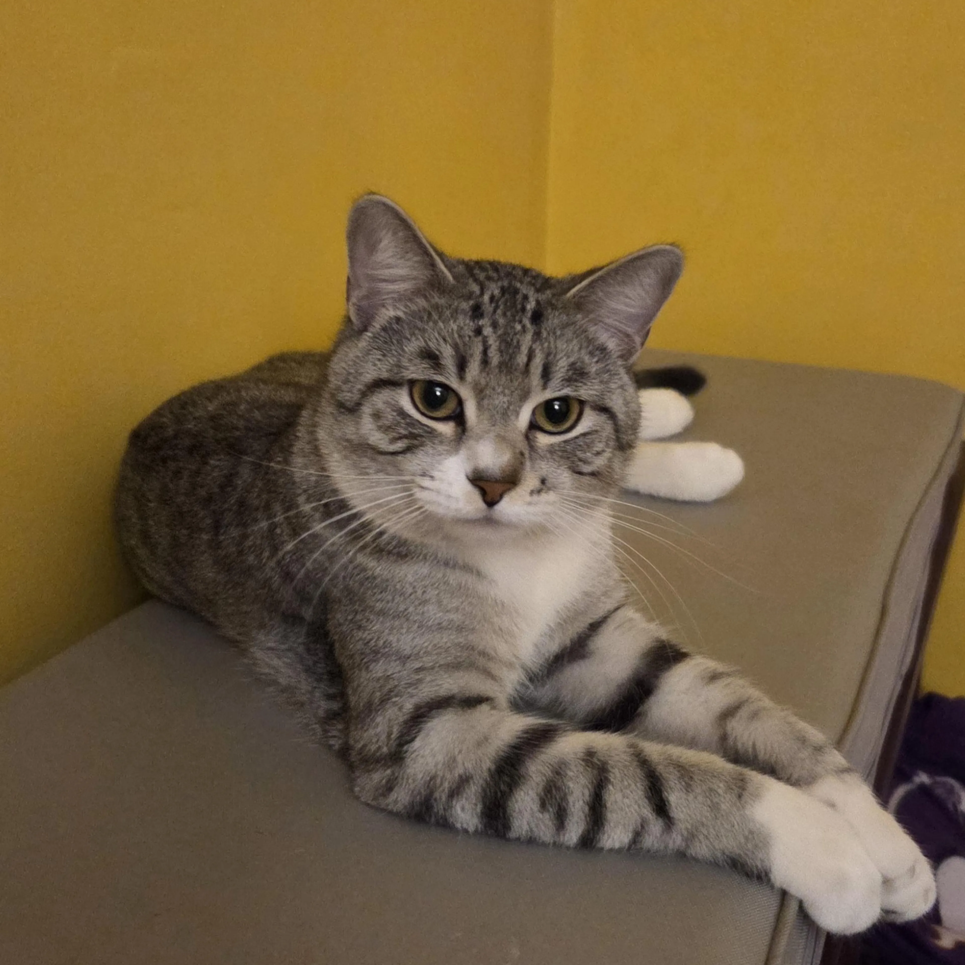 Found pet-3