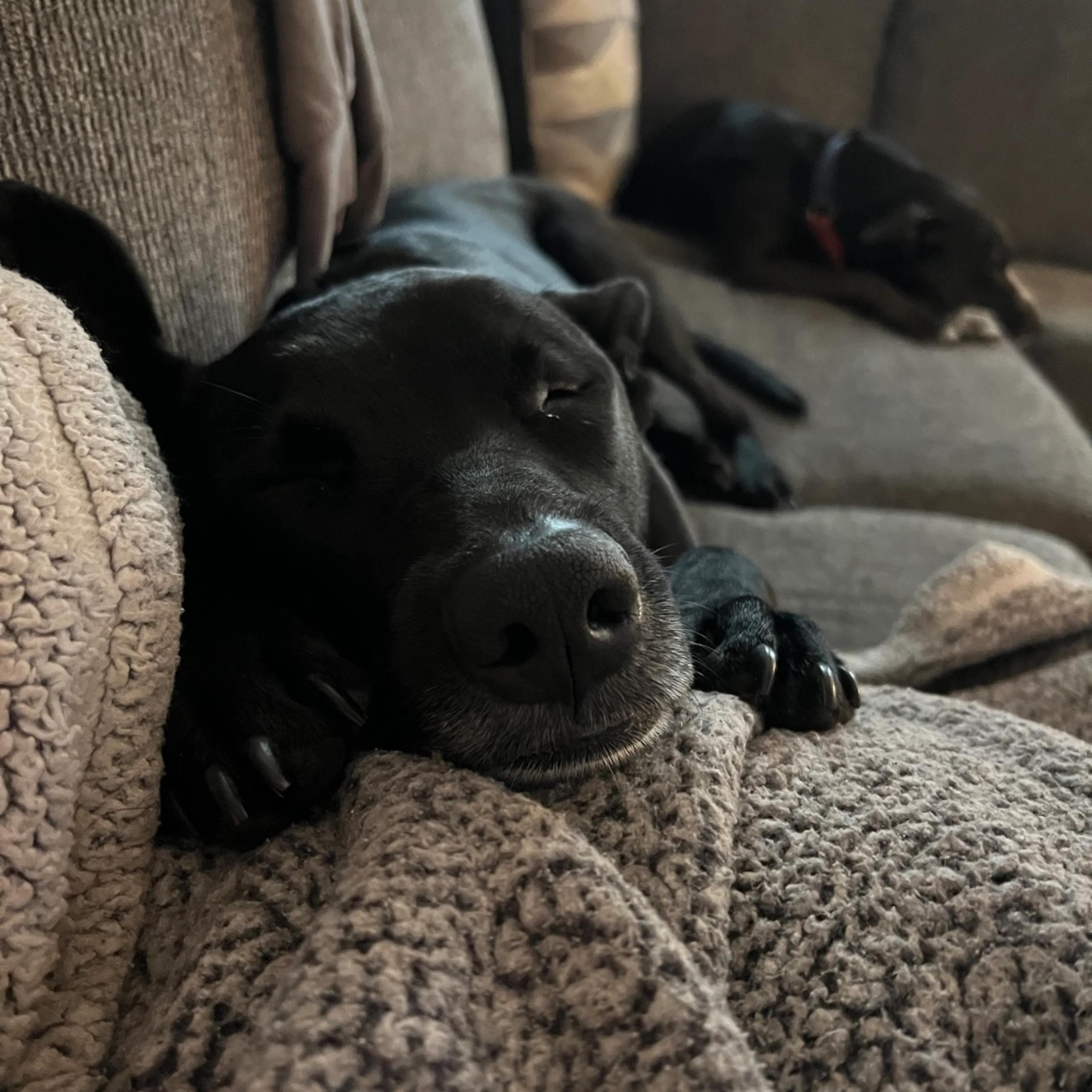 Found pet-3