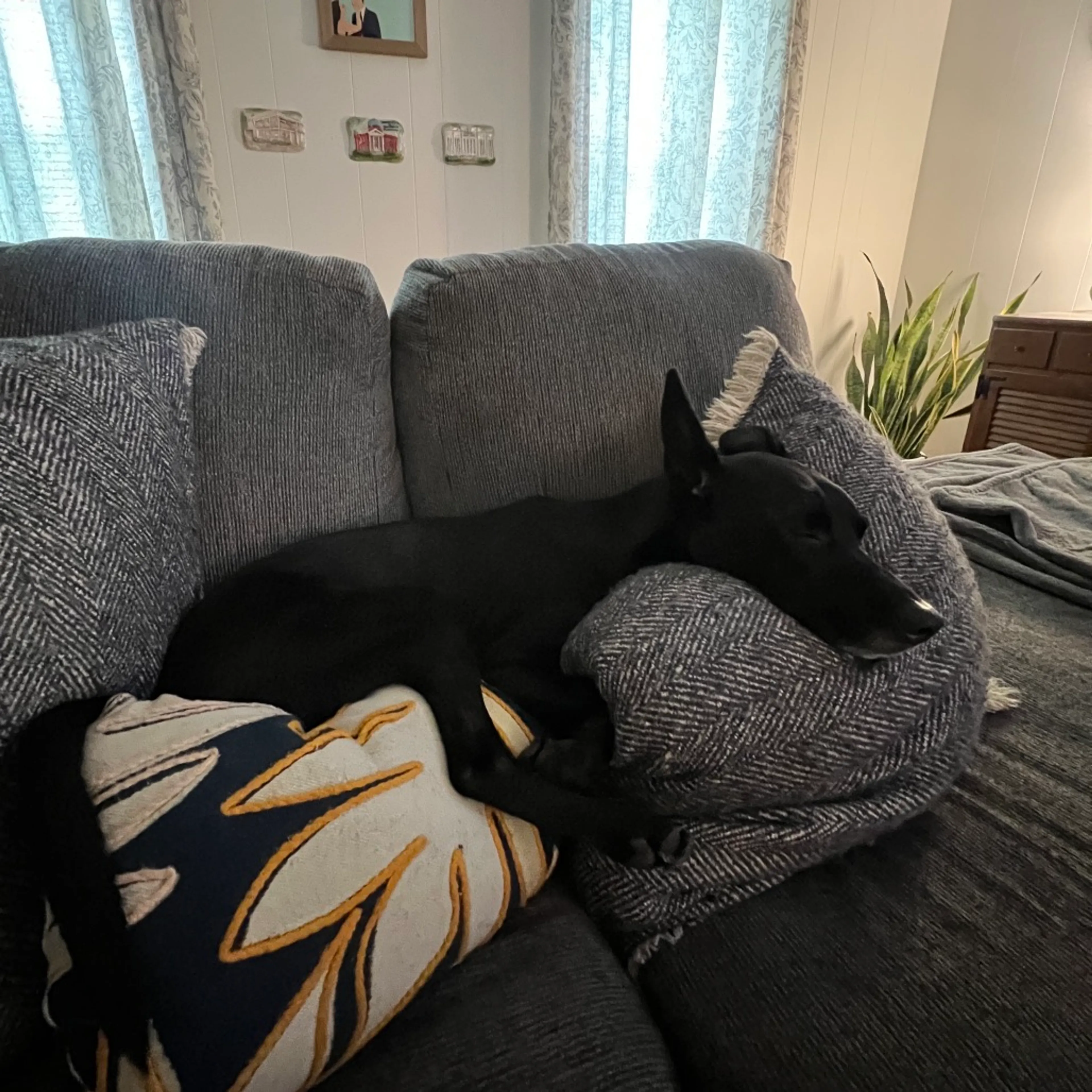 Found pet-2