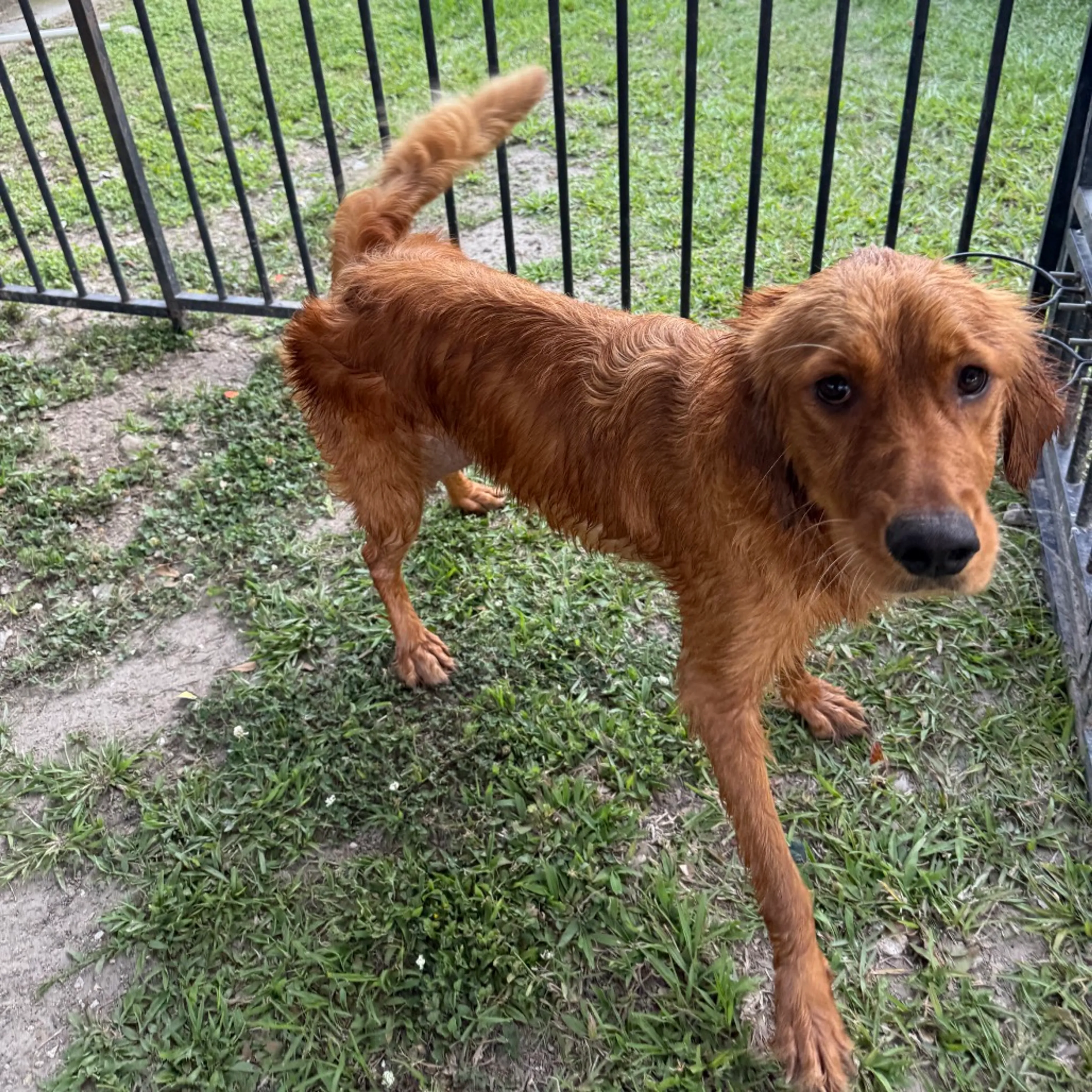 Found pet-3