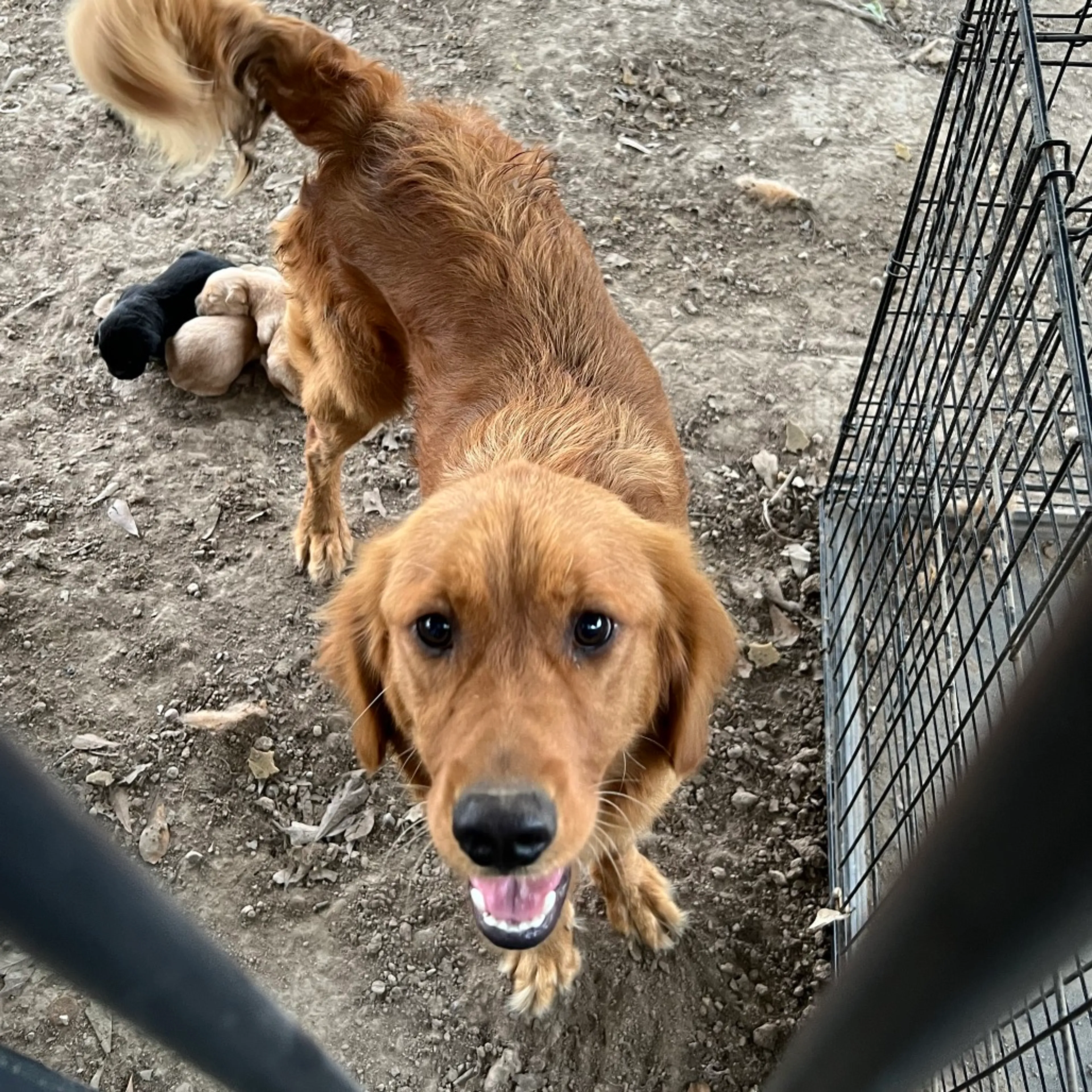 Found pet-1