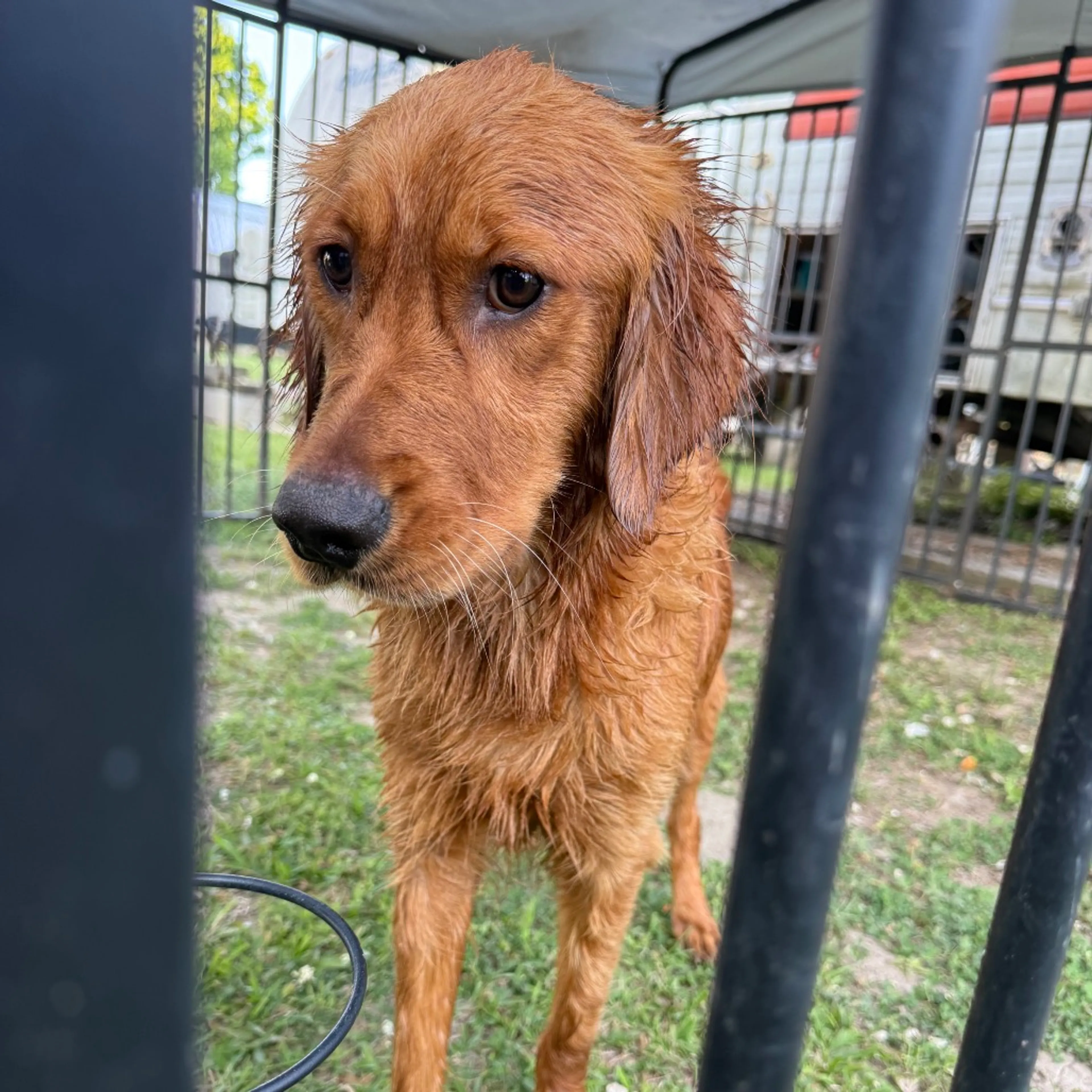 Found pet-0