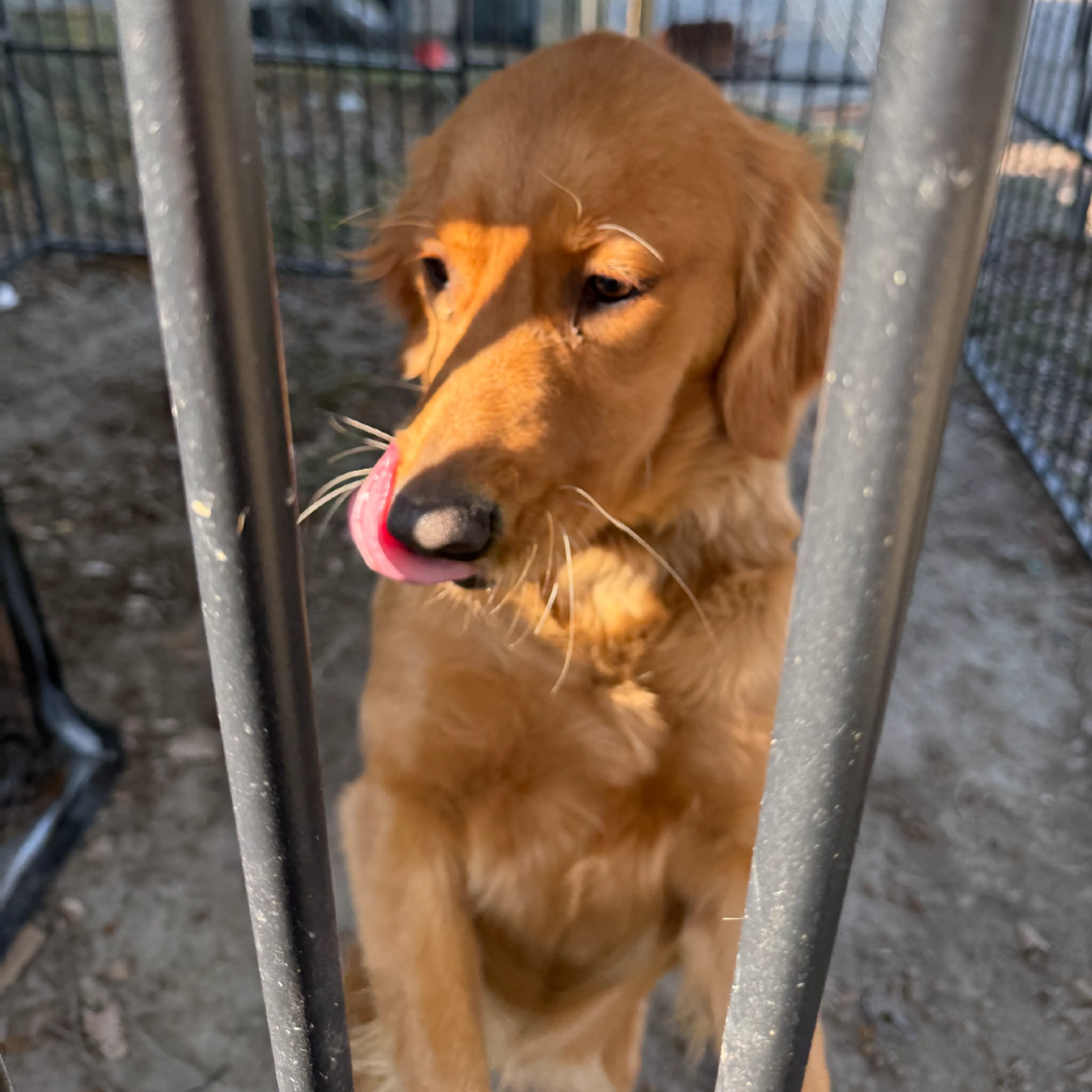 Found pet-2
