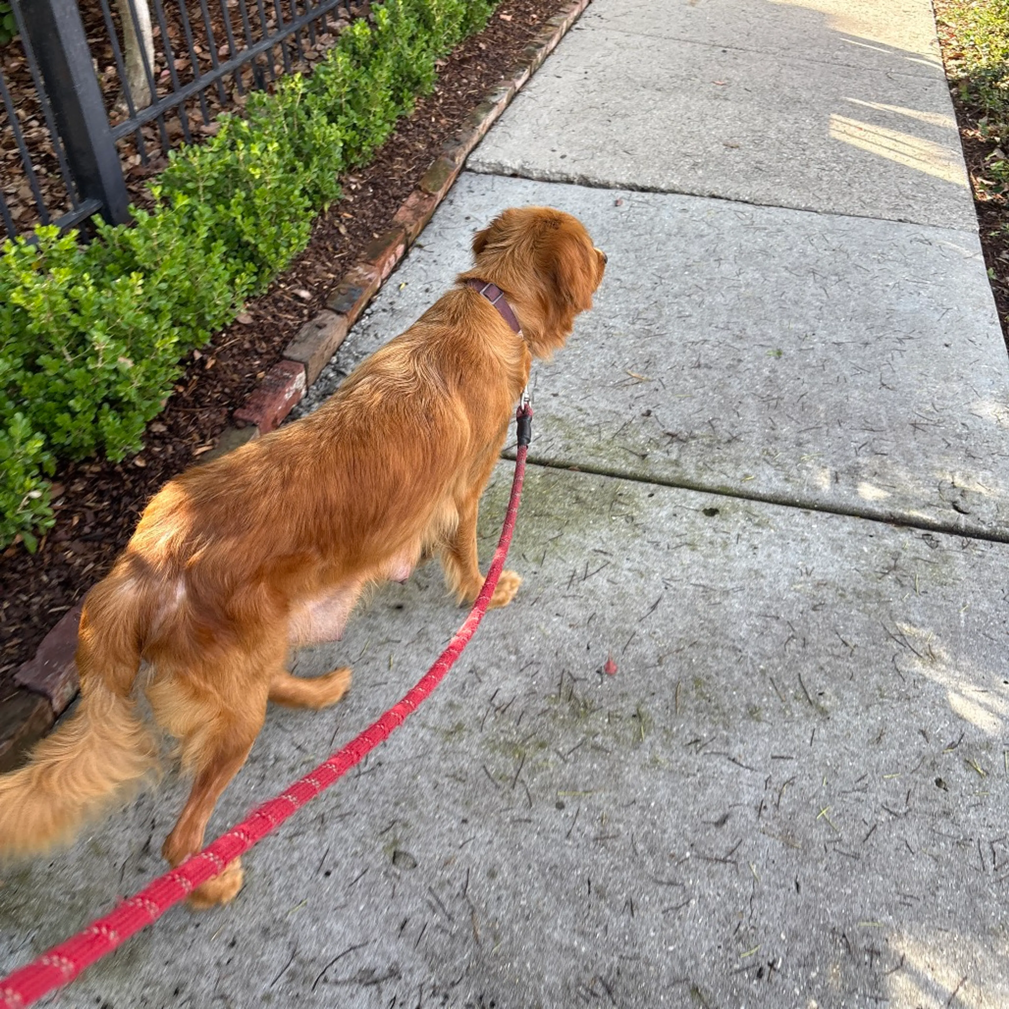 Found pet-4