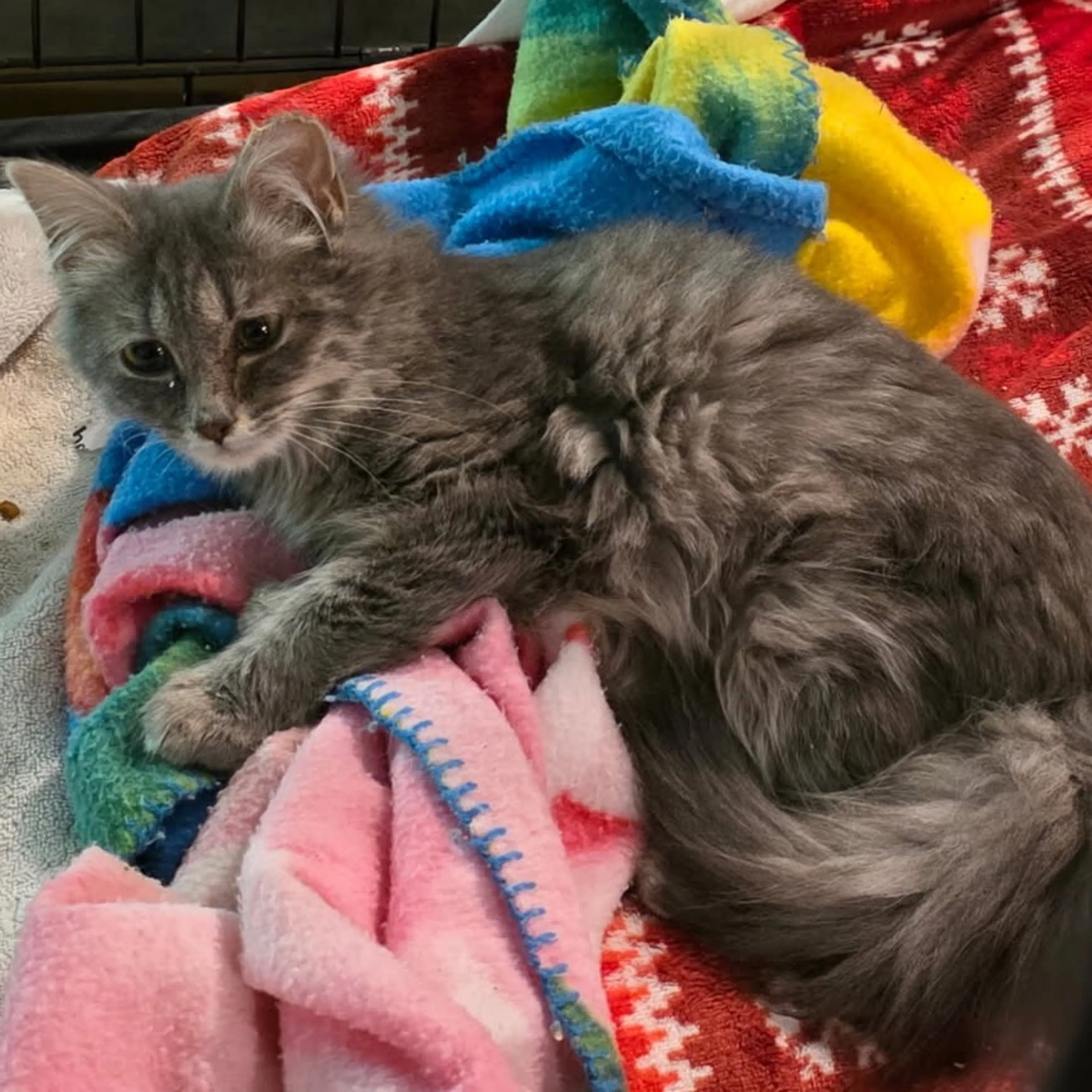 Found pet
