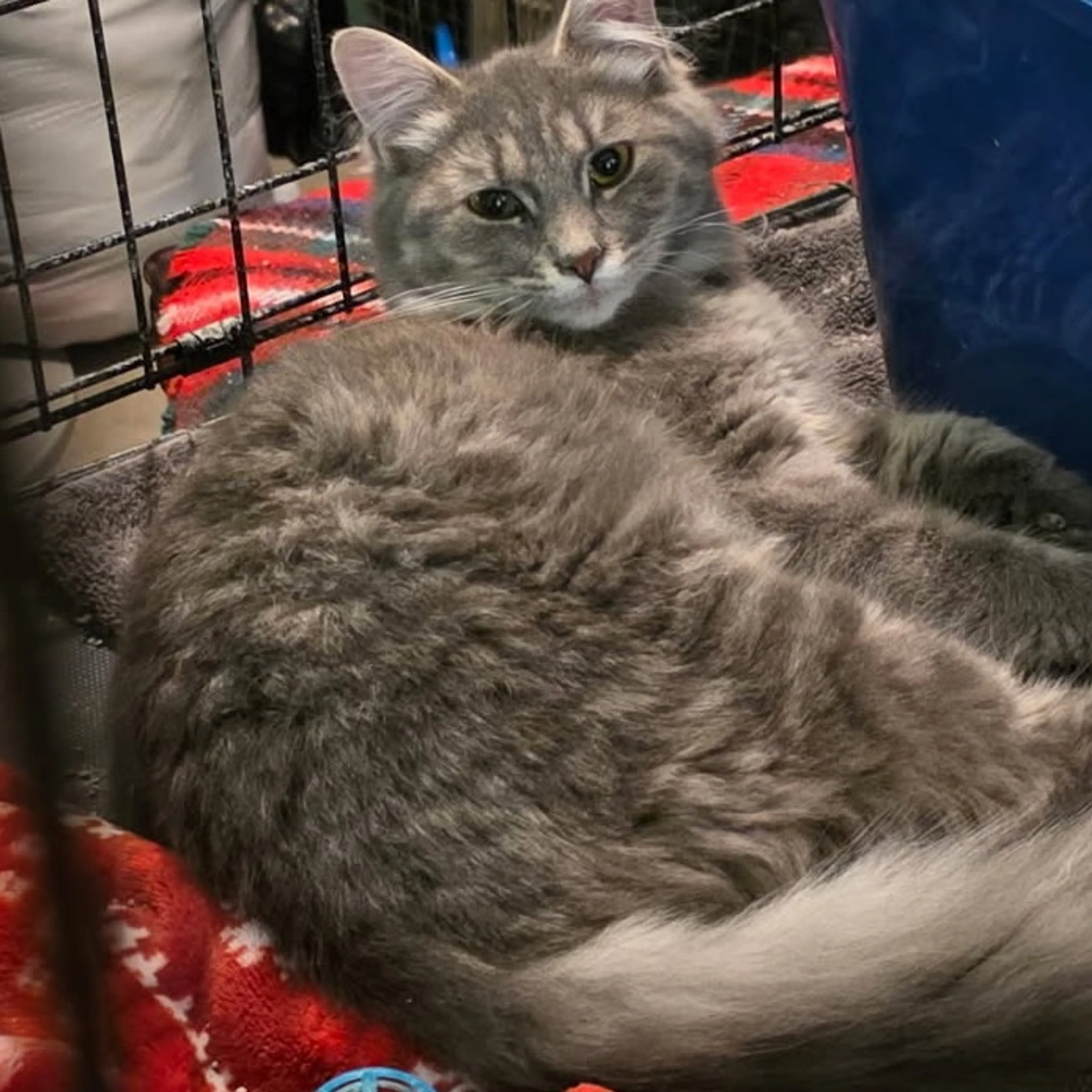 Found pet